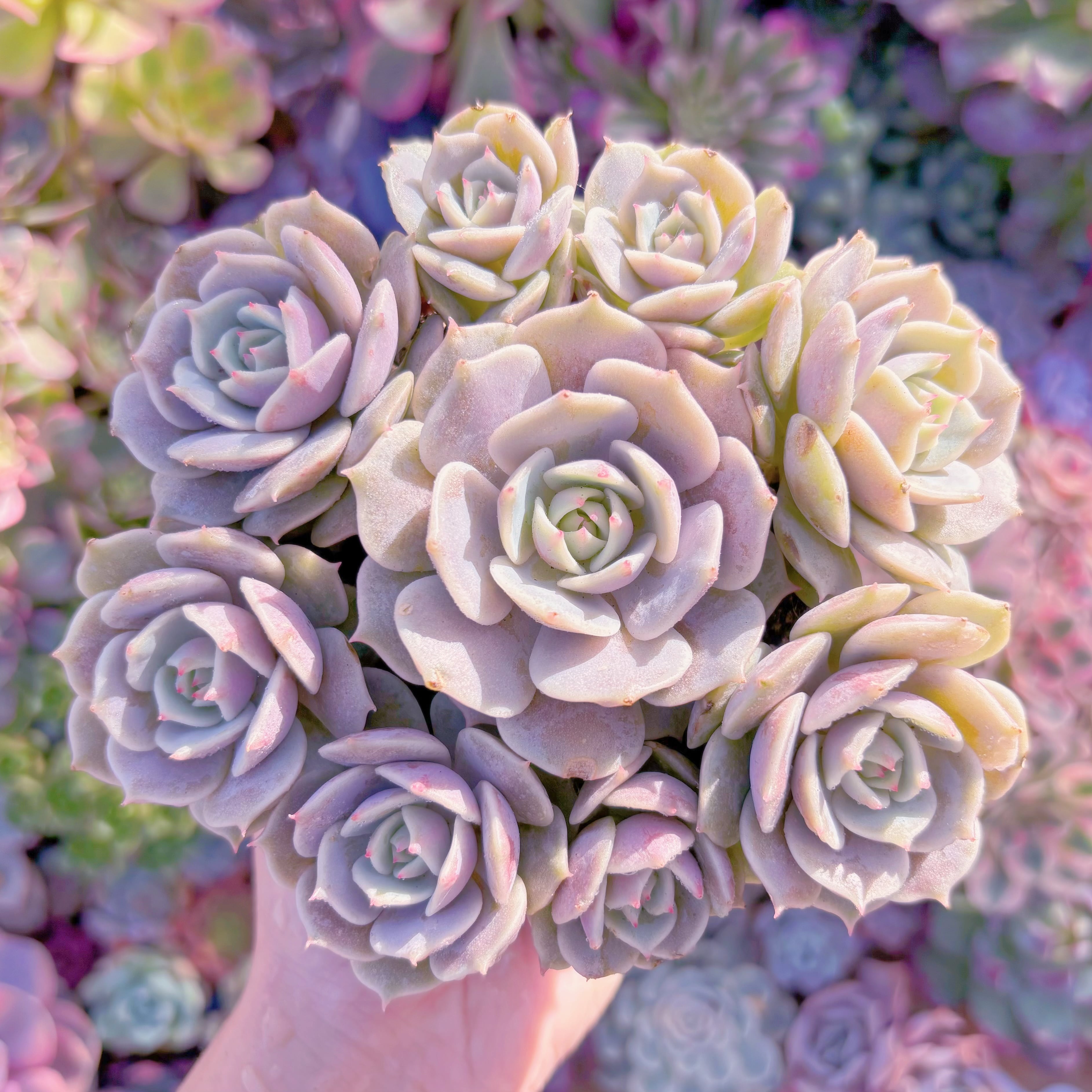 現品　ローラ#K005　大群生　理想的な株姿　新入荷　るる農園