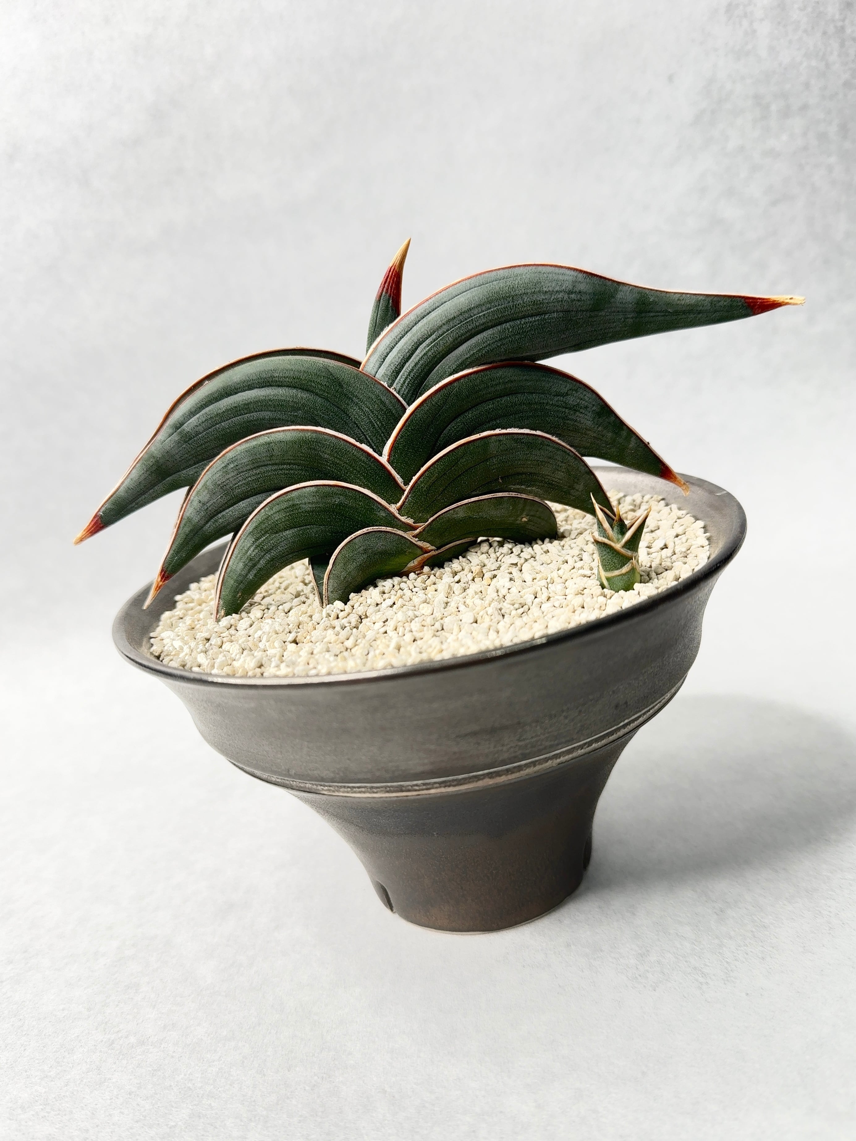 石塚花弓 | trigger