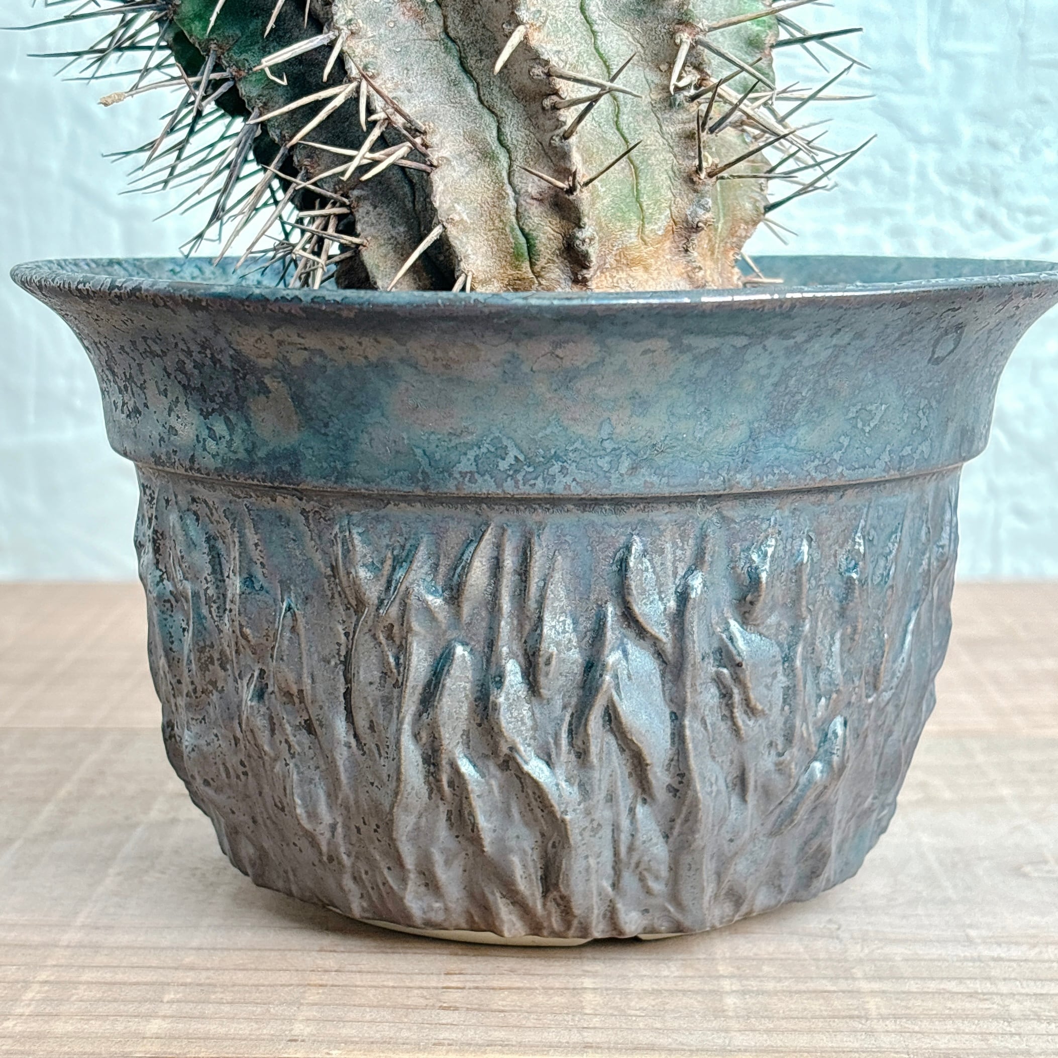 ユーフォルビア バリダ × 宮下将太鉢 鉢 | 陶芸家 | 宮下将太