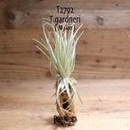 【送料無料】gardneri S〔エアプランツ〕現品発送T2792