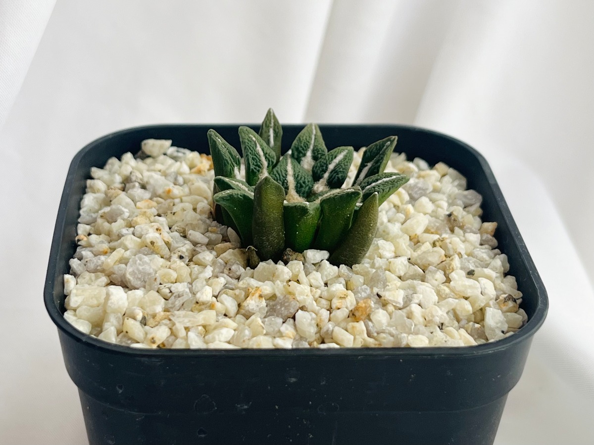 8f641713339d0488a7bc3e6a564e66  