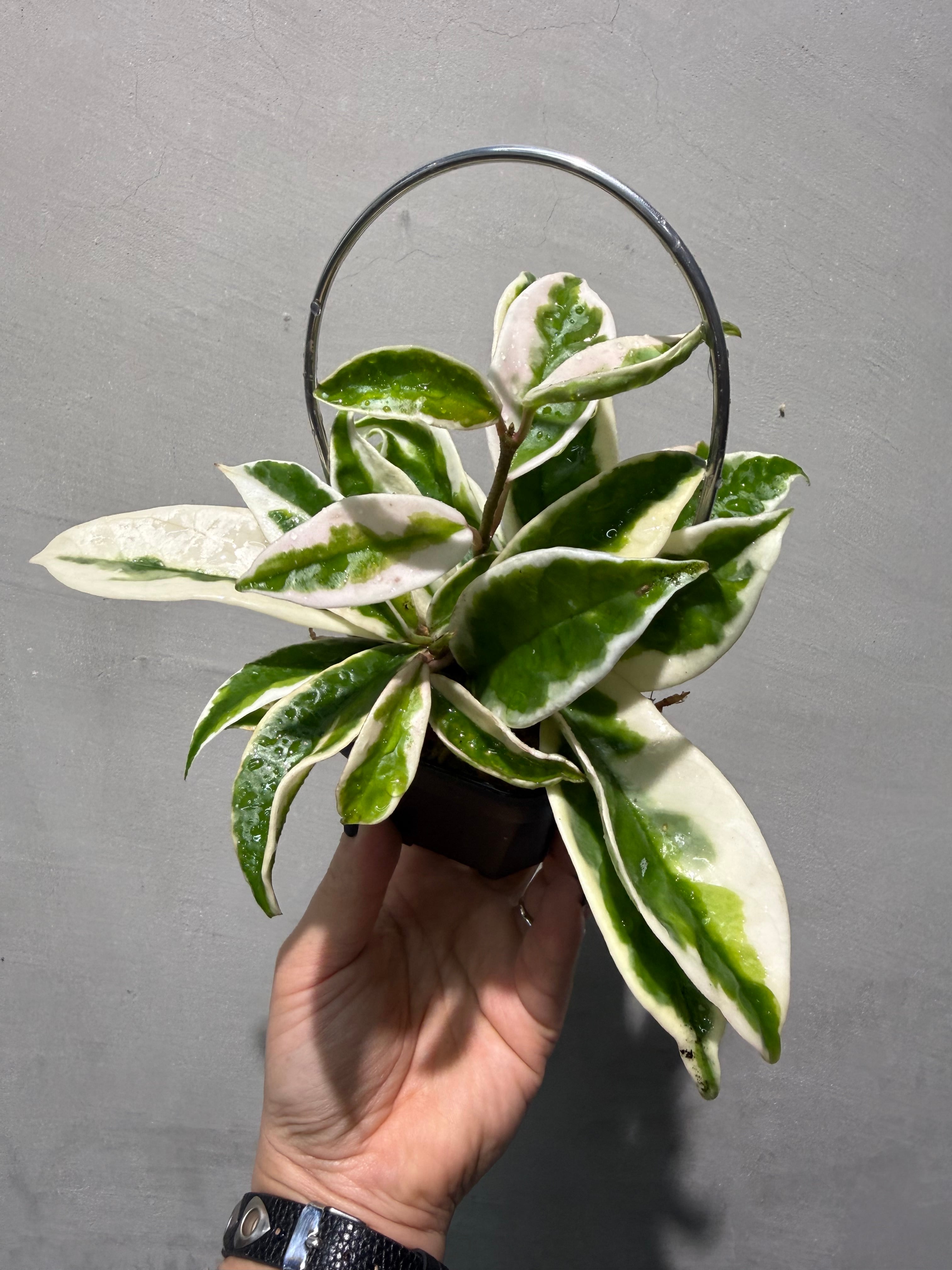 ホヤ カルノーサ スージーQ | MIDORIYA 観葉植物専門店