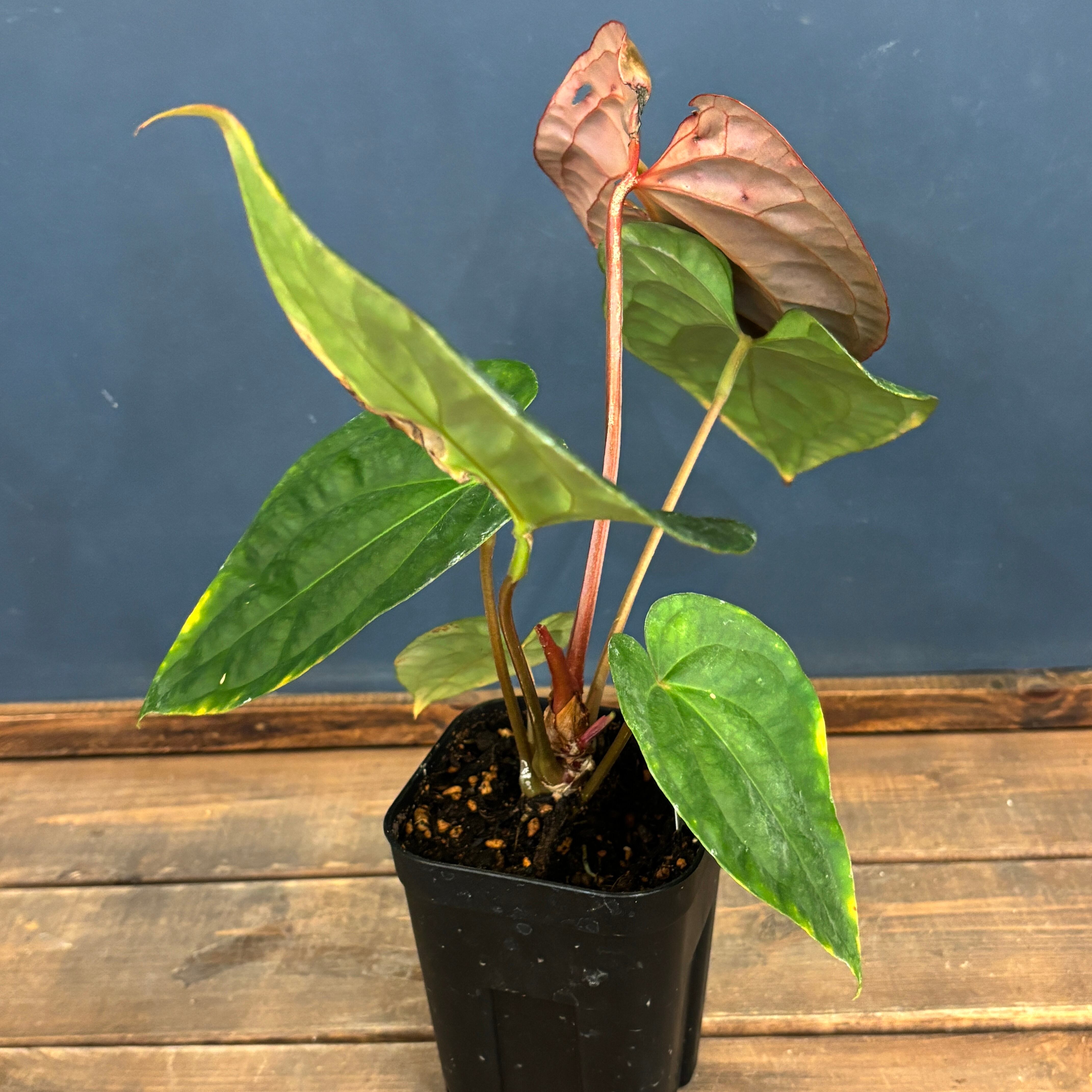 クリアランス】アンスリウム luxurians(red) × sp. aff. besseae【184