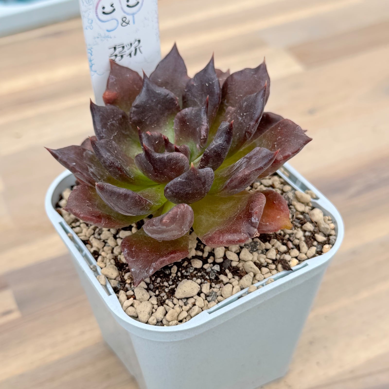 エケべリア　韓国苗　ブラックチェリー 大苗　多肉植物　ポコ多肉 ブラックマディバ】韓国輸入苗 多肉植物エケベリア 第四種送料込み