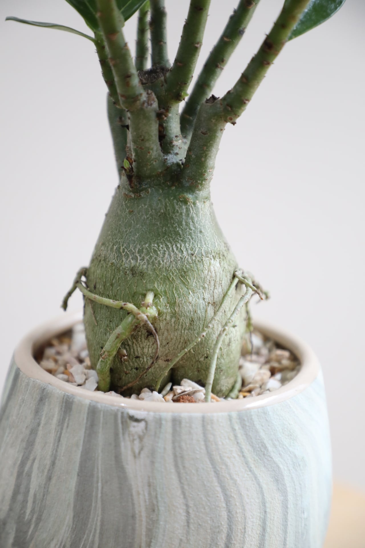S】アデニウム アラビカム/Adenium arabicum | 【厳選植物・器】MIDORI