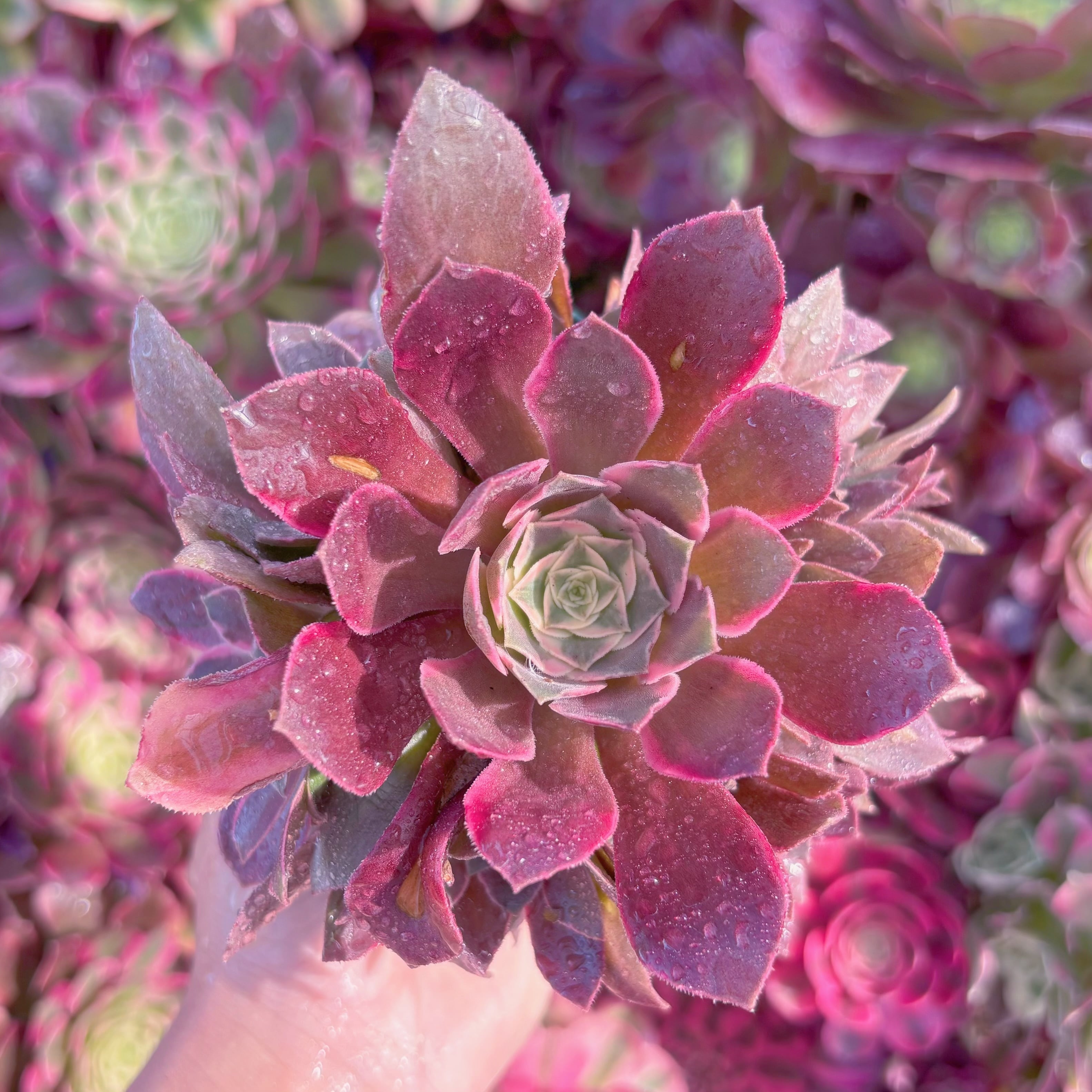 現品　ラズベリーアイス錦#225　新入荷　群生　るる農園