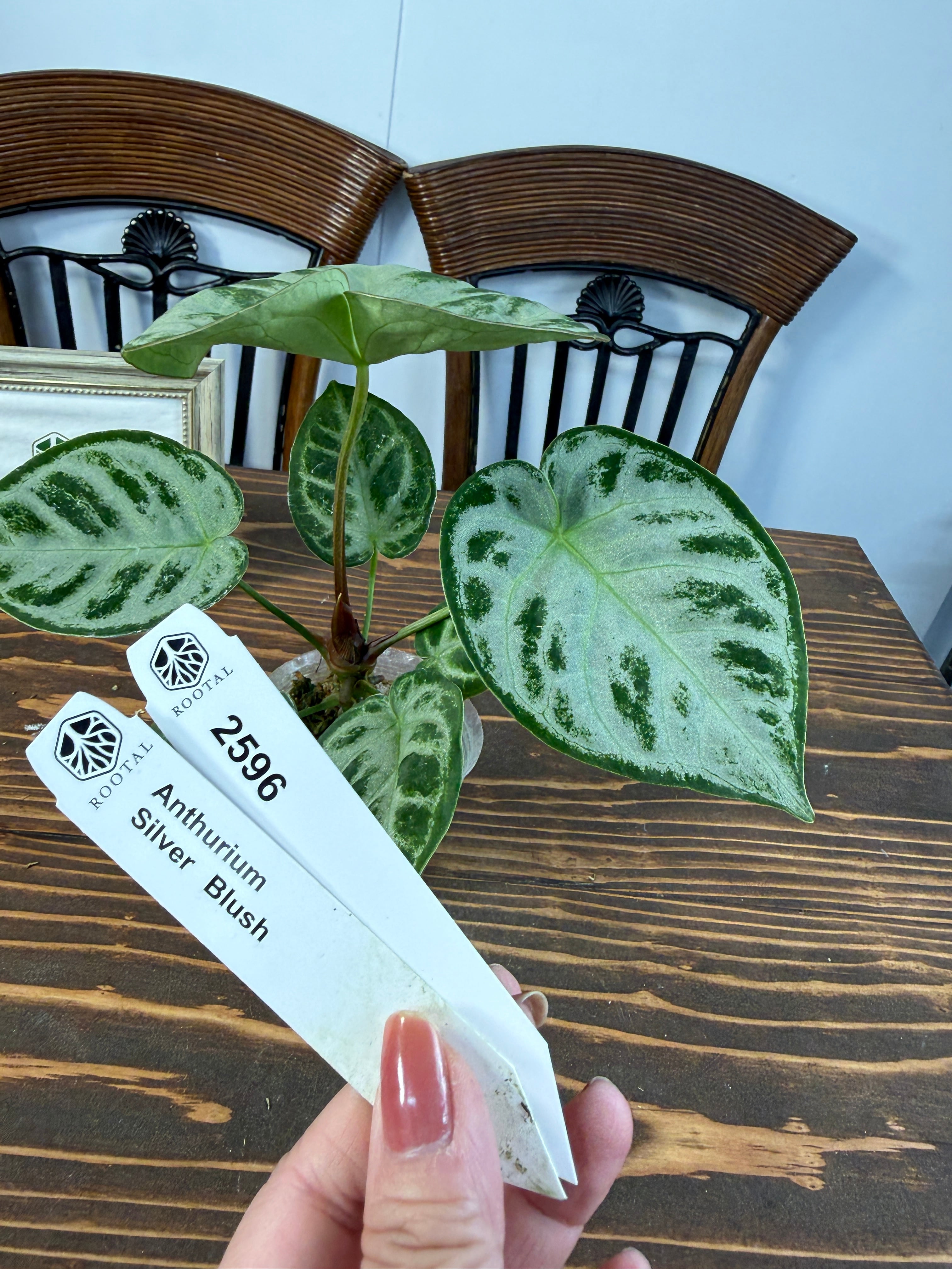 ★2596【堂々たる銀葉の風格】アンスリウム シルバーブラッシュ(口径8㎝ポット)