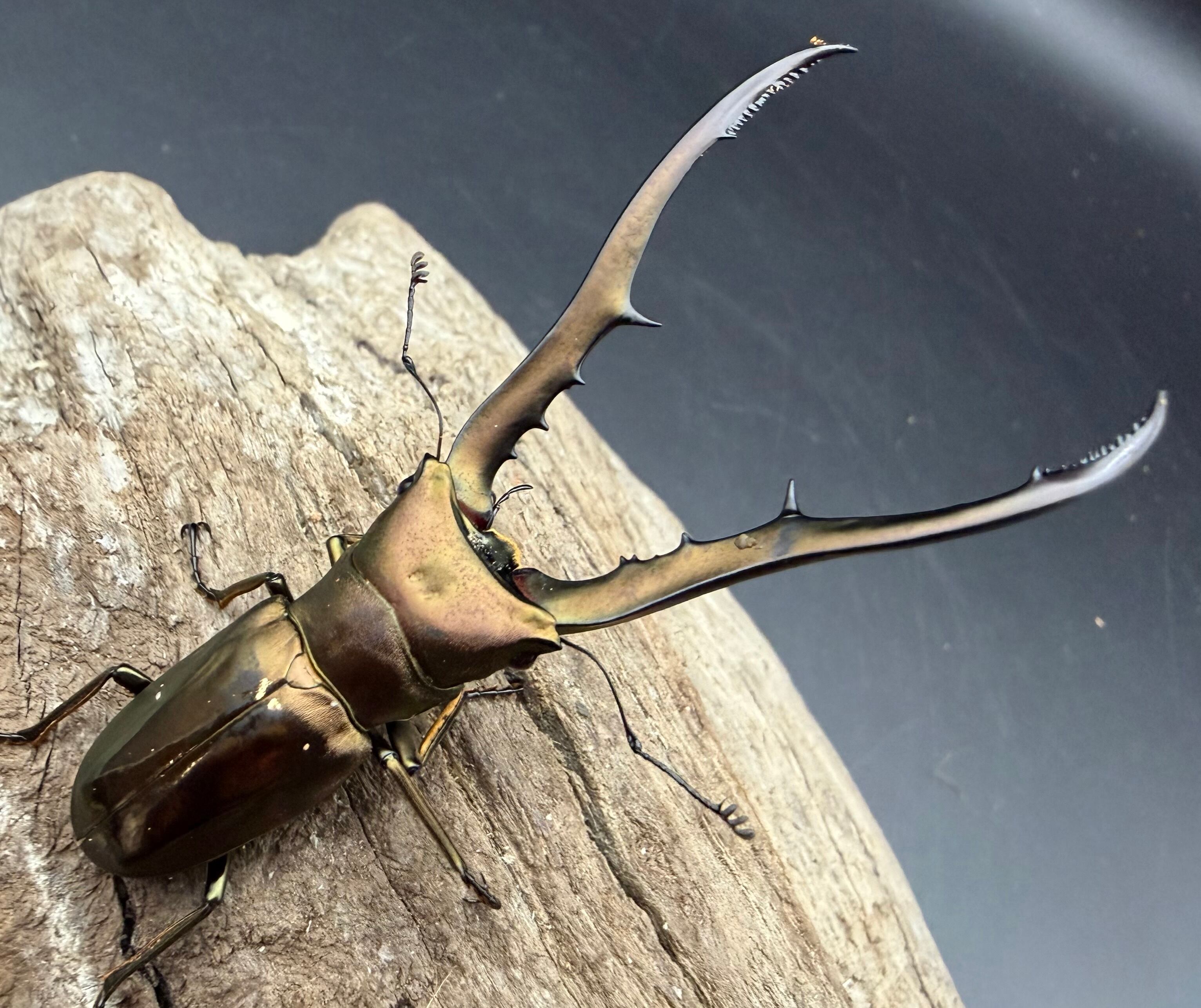 ホソアカクワガタの仲間 | KPW公式オンラインショップ