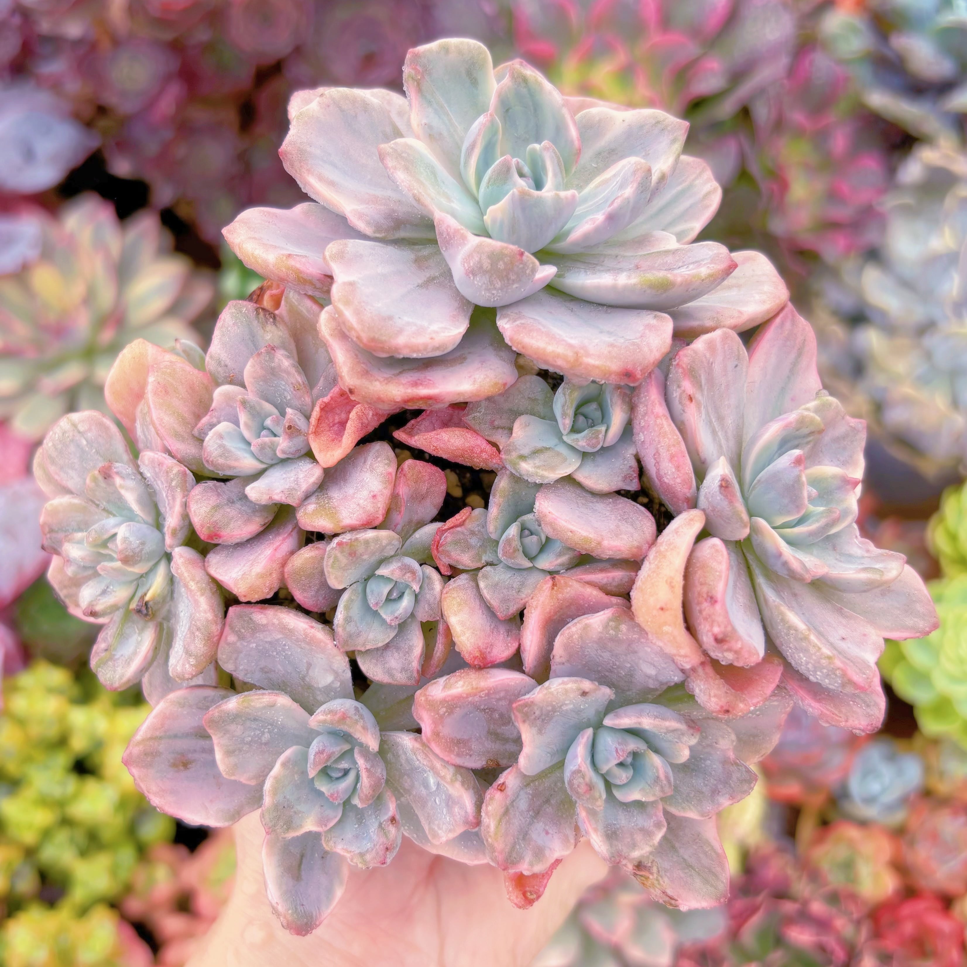 現品　リチャード錦#291　群生　るる農園