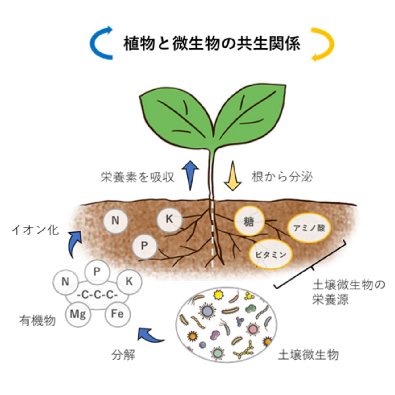 no　Ryu　Hige　土壌微生物活性剤　LISA-01（50ml）