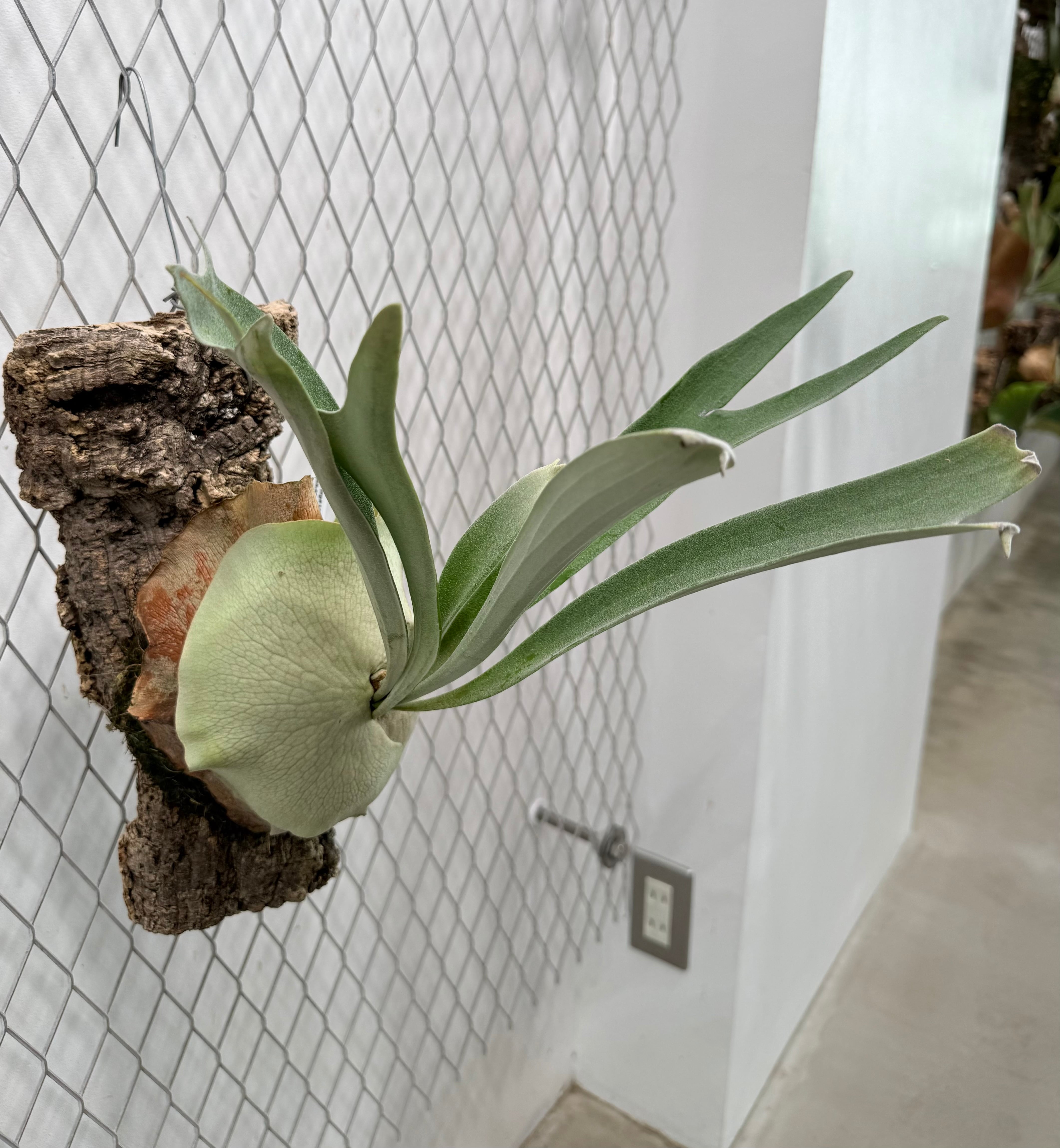 a) P.veitchii wild[vp#12] | vandaka plants