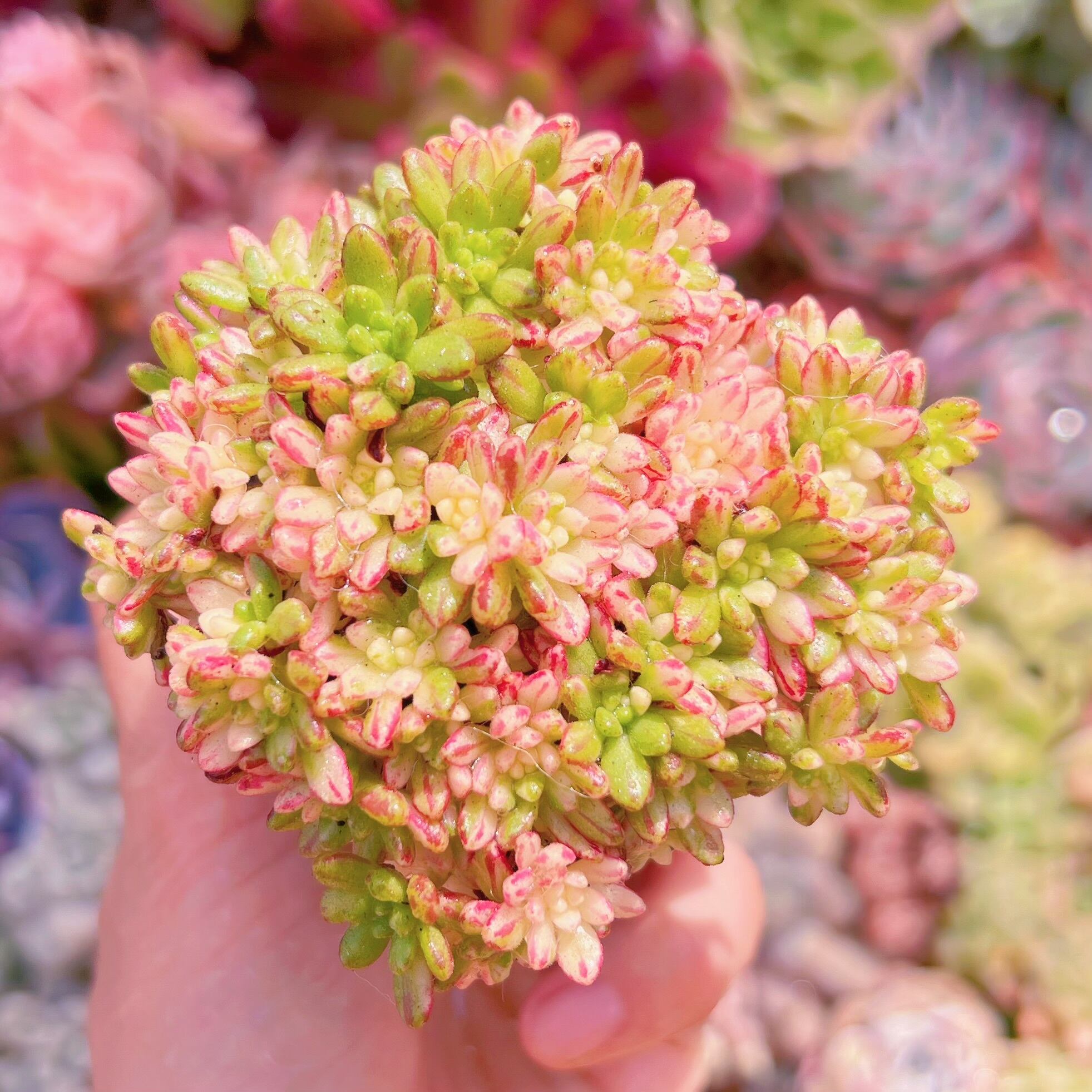 現品　小人の祭り錦#034　群生　るる農園