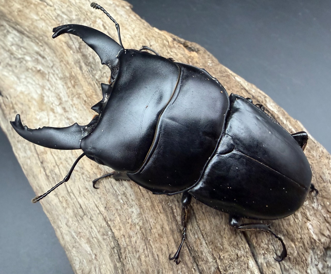 【WD】《アルキデスヒラタ ベンクール産 87mm 胸幅35.3mm ペア》