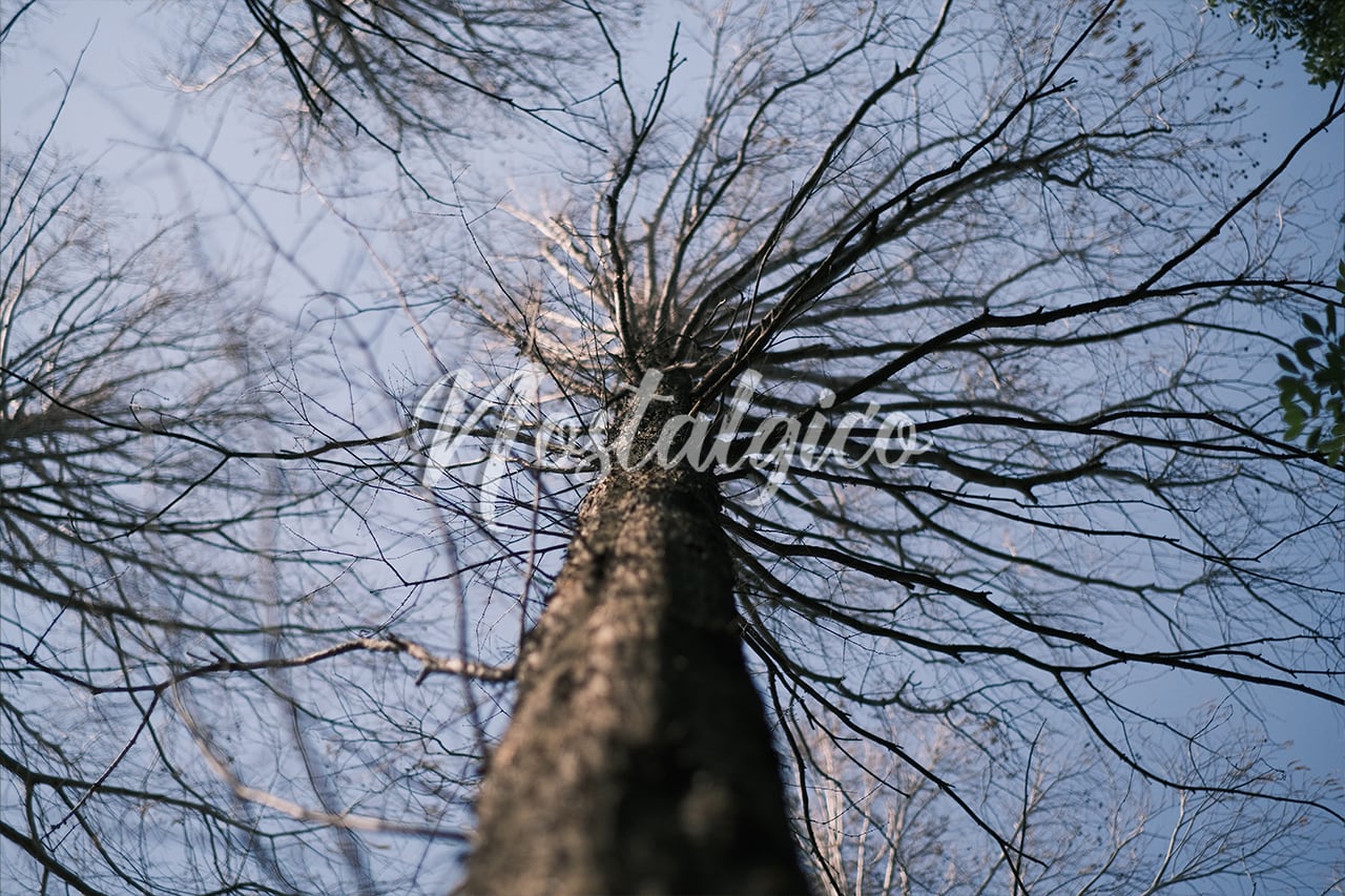 枯れ木 8f66f885d77c27678531f71a825f79