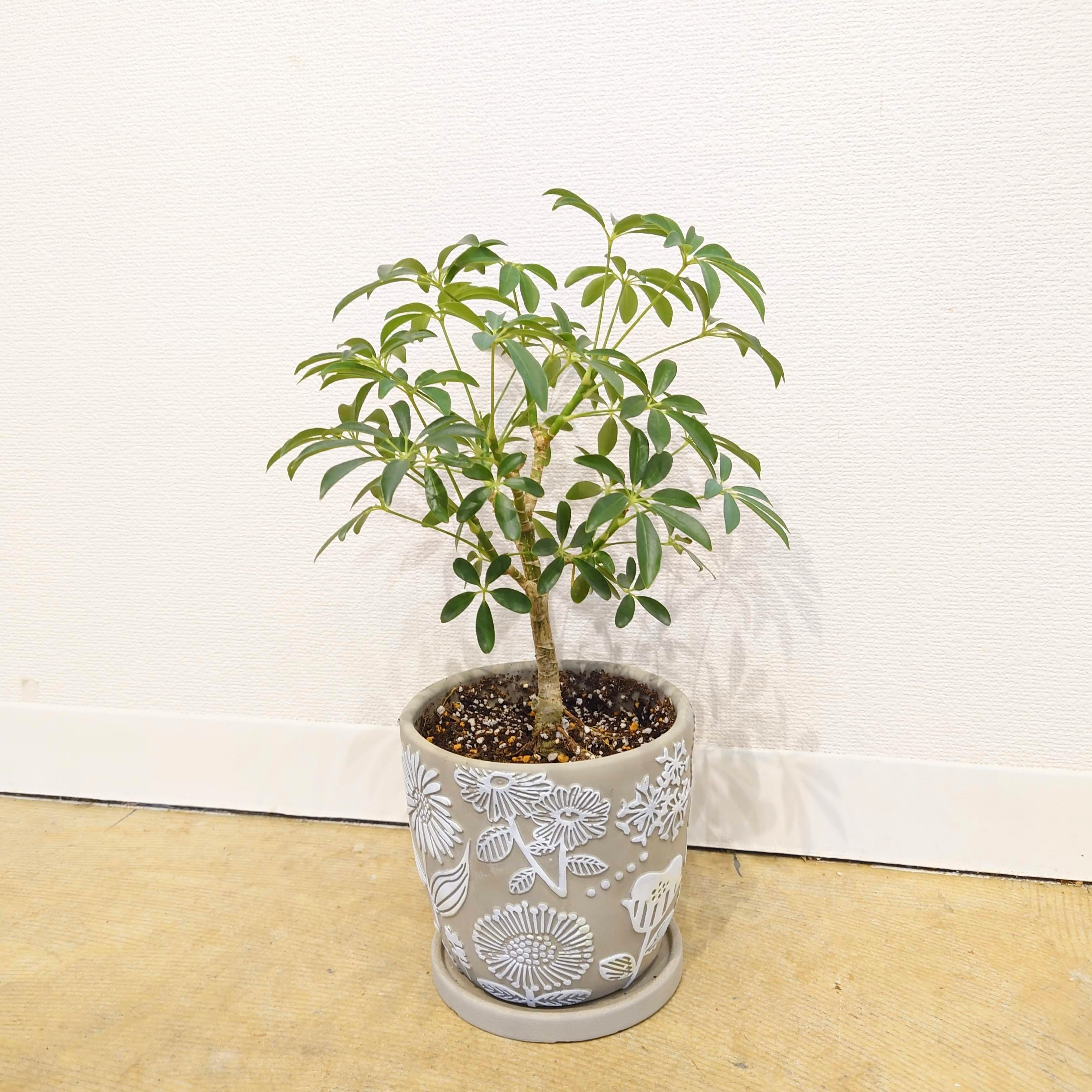 シェフレラ・コンパクタ | PLANTSHUSET