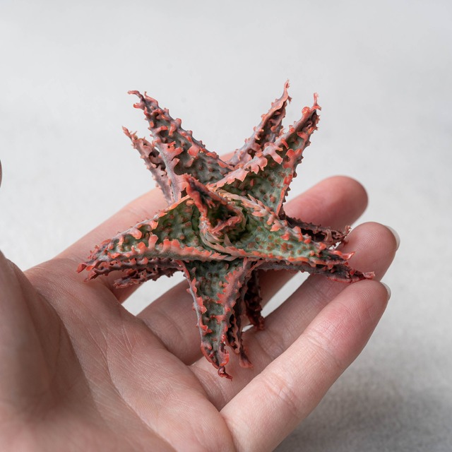 アロエ ハイブリッド -Aloe hybrid- No.12