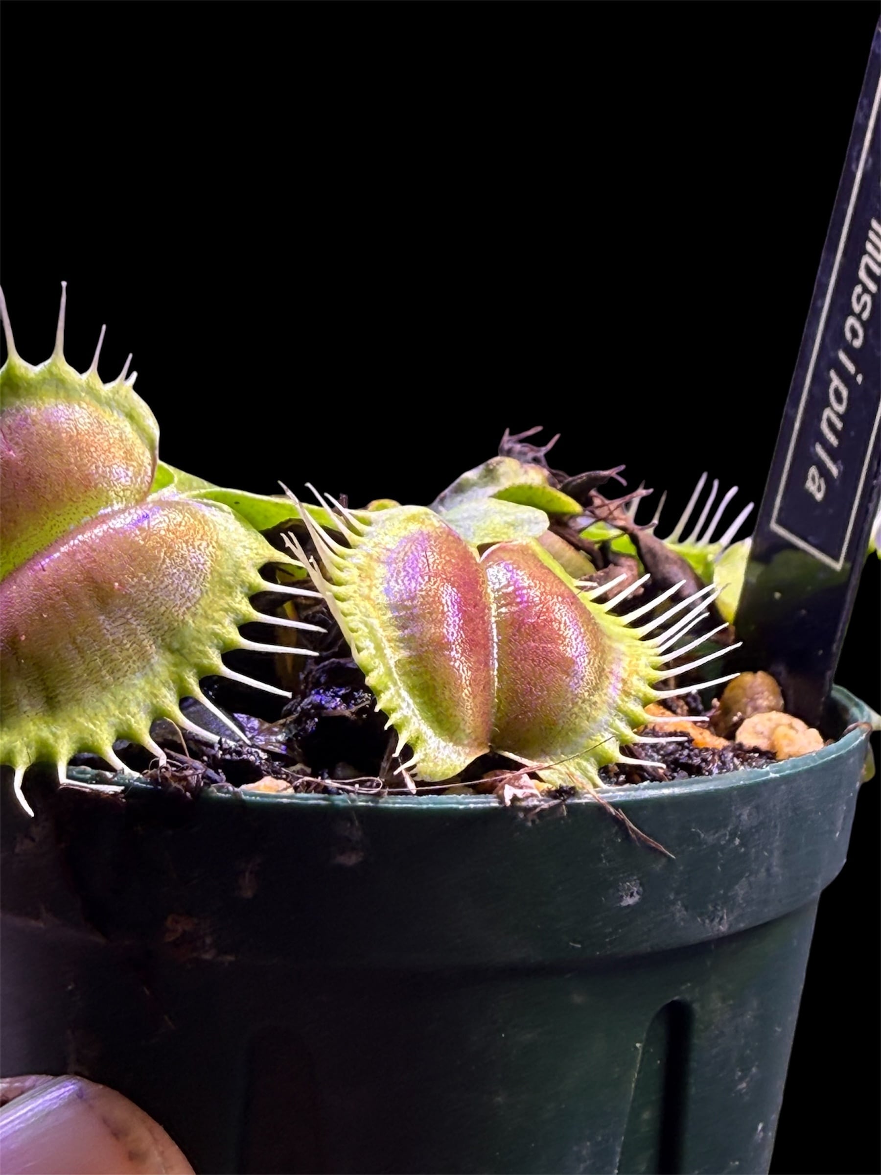 Cephalotus folicularis seedling of Hummer's Giant 06 BCP | Dmix Plants