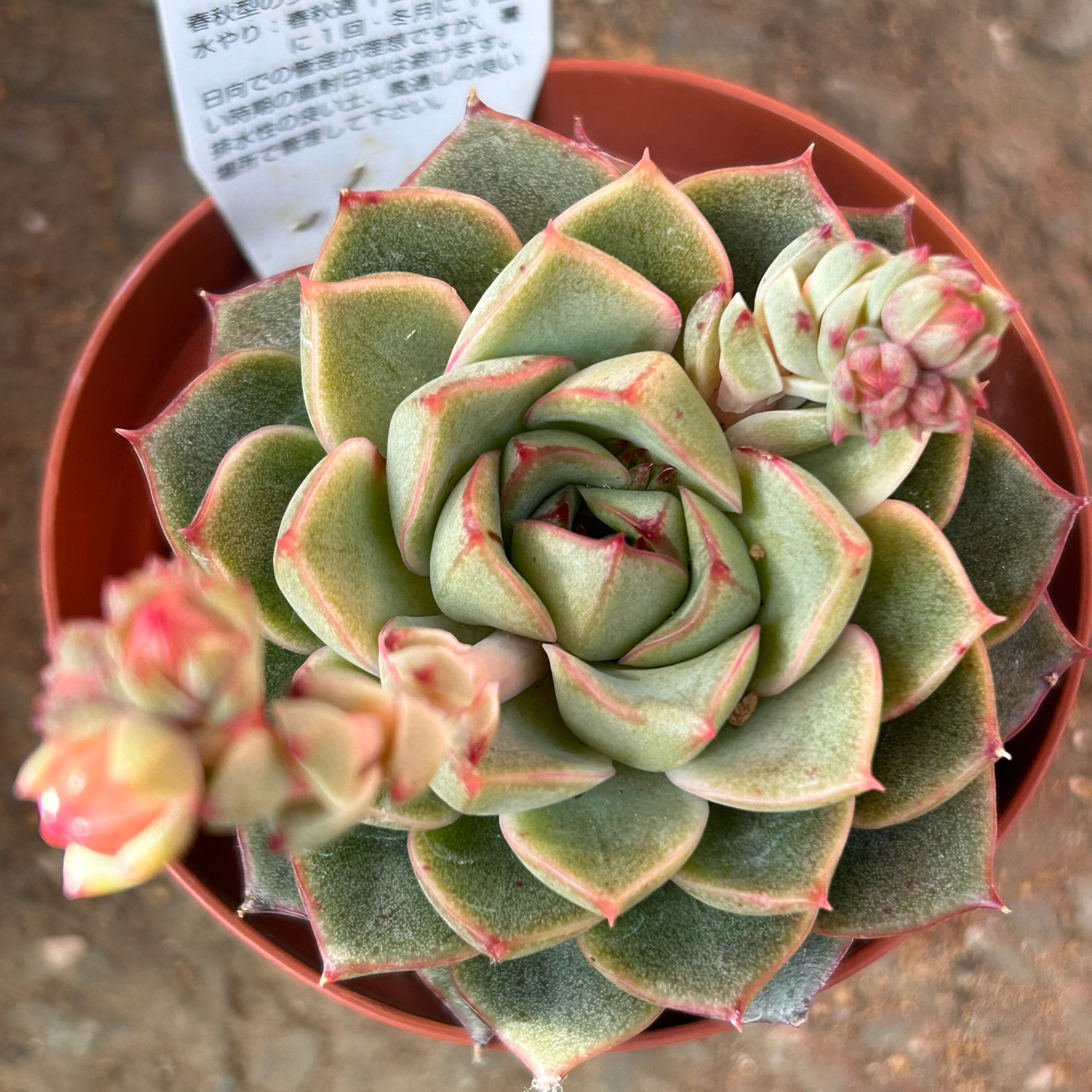 8f694097c4f2ba27d304c17ab6f2b9  