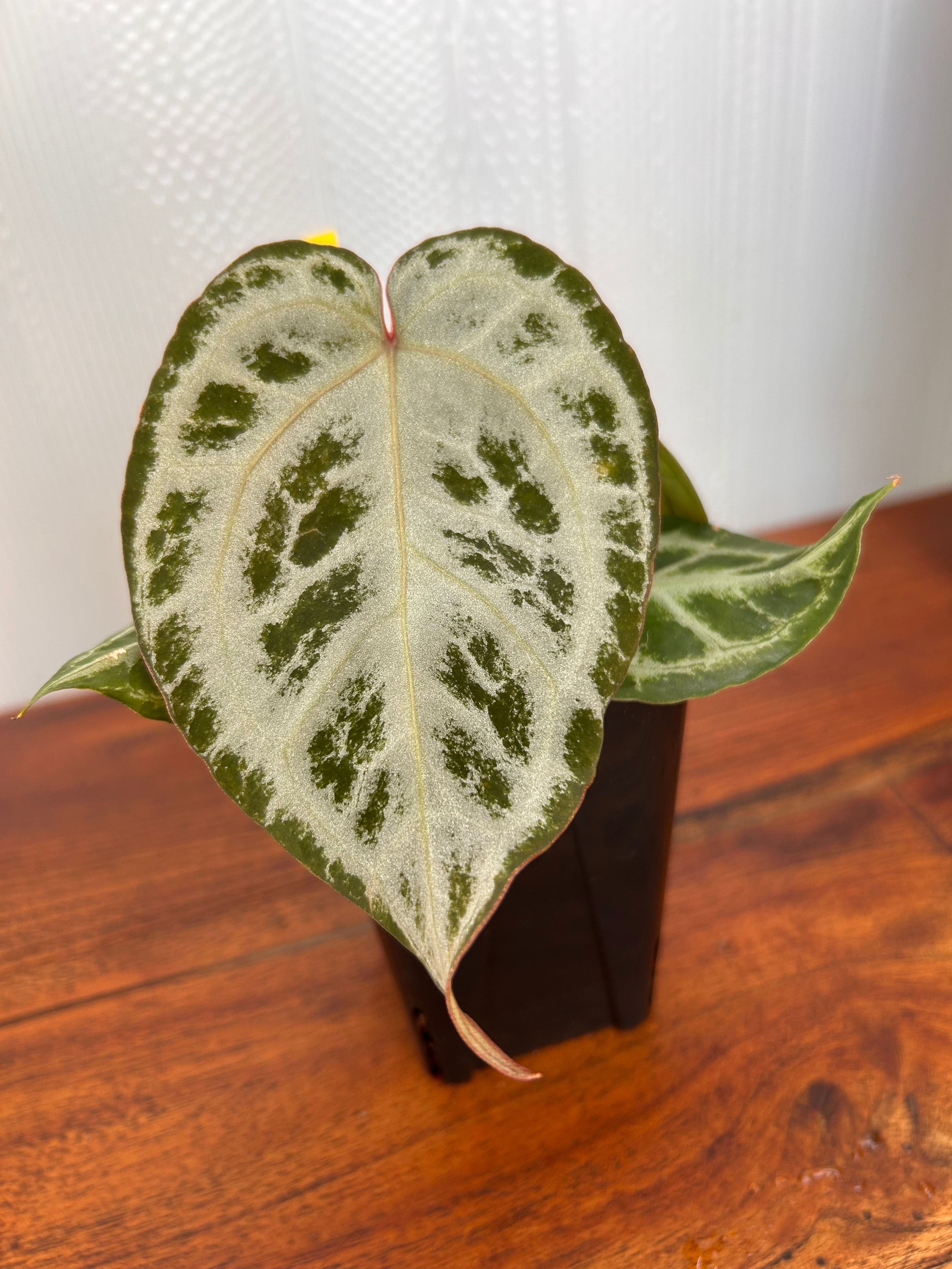 Anthurium | BALI-AN 園芸