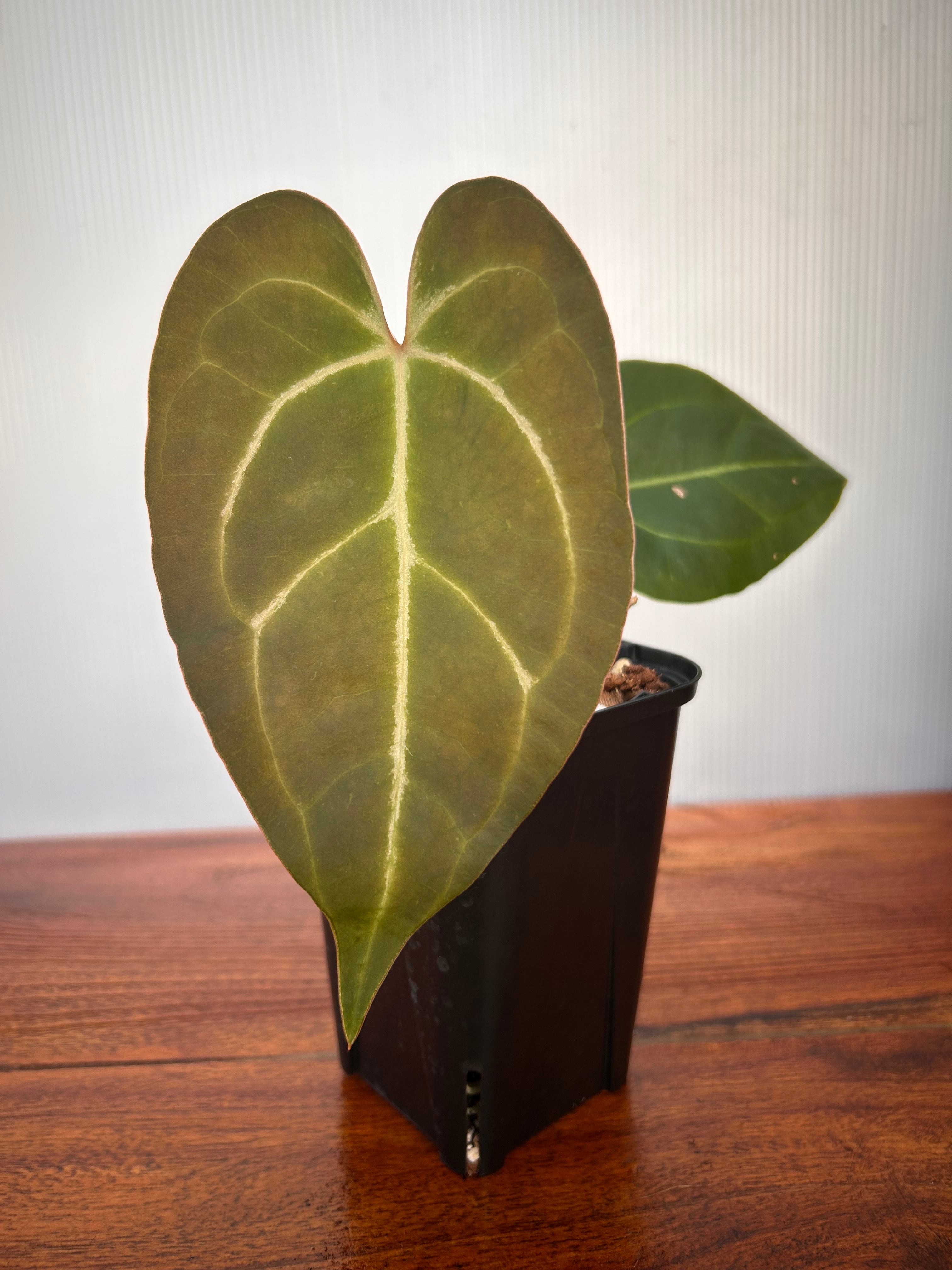 Anthurium | BA PLants