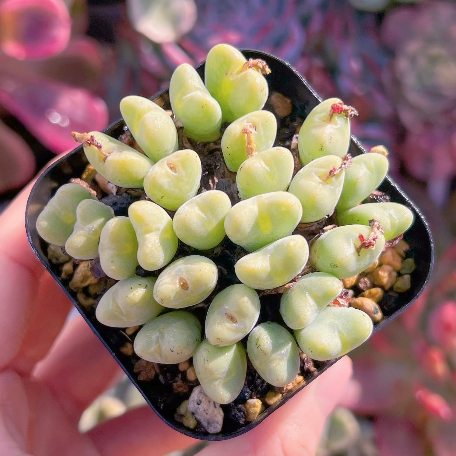 現品　Conothytum#568    群生　るる農園