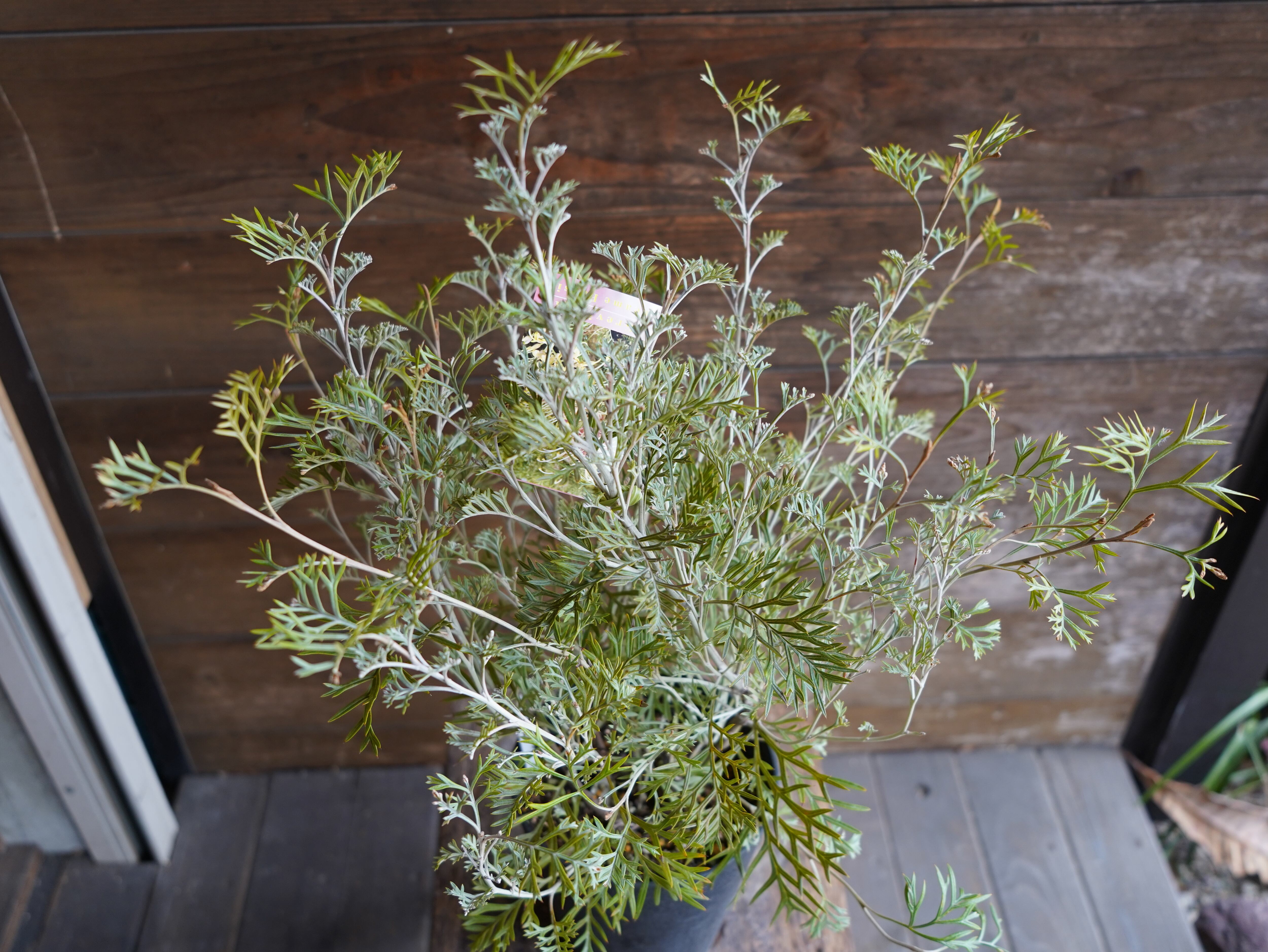 【現物】グレビレア　”クリームパッション”　B