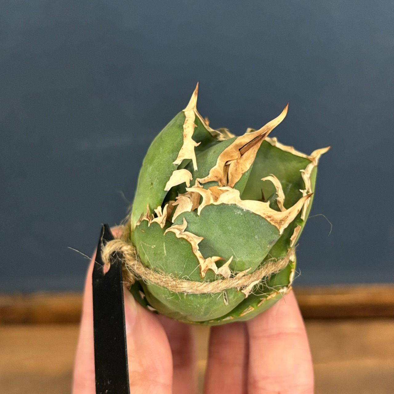 【現品】2026年 CHAMさんアガベ イラン株福袋 30,000円