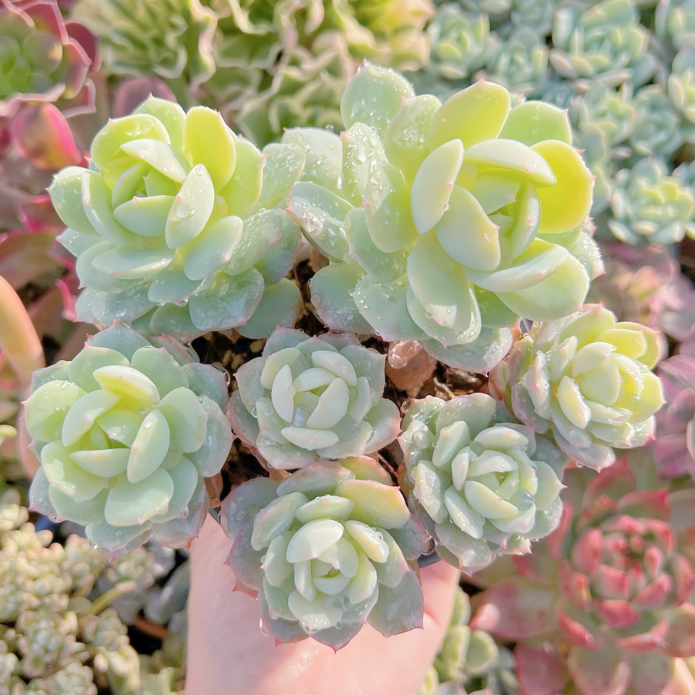 現品　冷香#294　大群生　るる農園