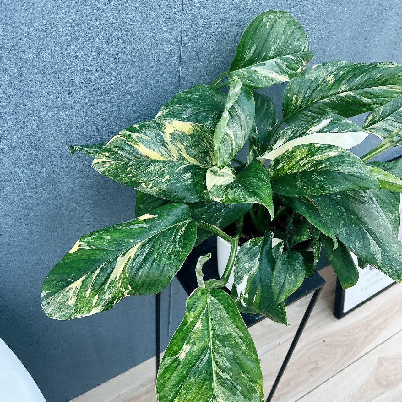 モンステラ　レクレリアナ　斑入り【現品】☆希少☆ 観葉植物　ハンギング　室内 現品］【希少】21番 モンステラ レクレリアナ 斑入り 5号 観葉植物