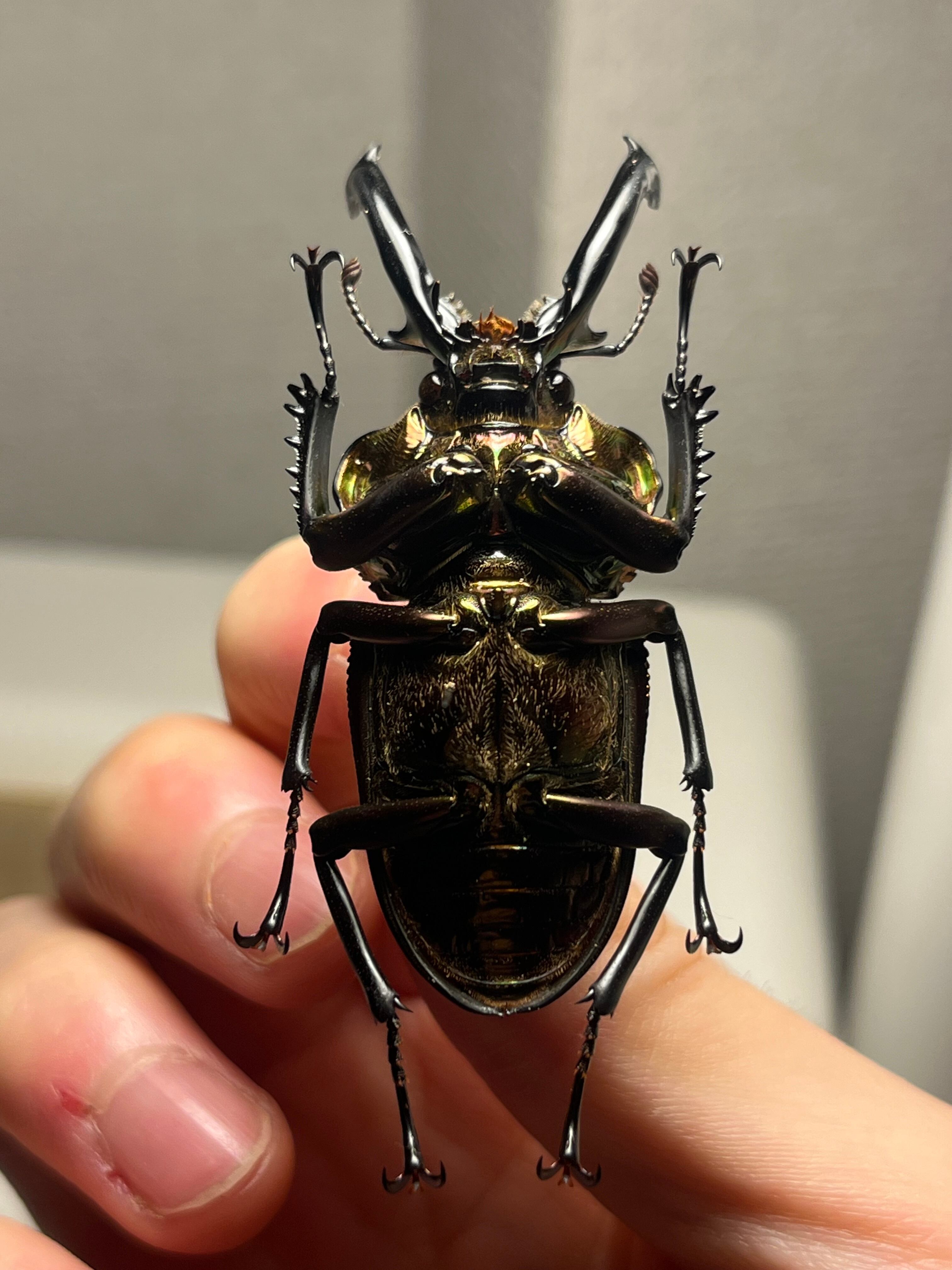 76mm】ビタリシクワガタモドキ カミキリムシ ウスバカミキリ 昆虫標本