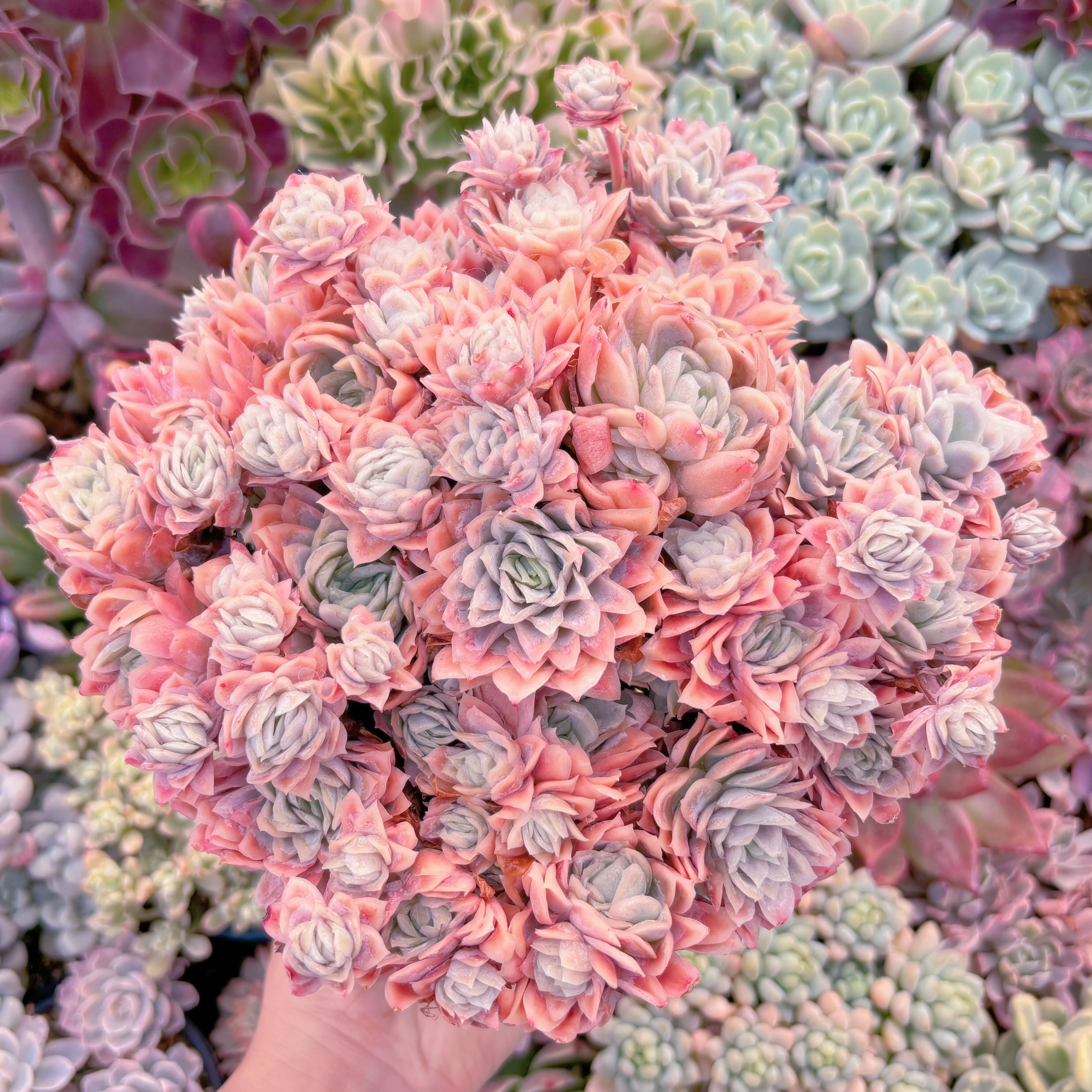 現品　クィーンローズ覆輪錦#2213　特特大群生　約28cm　新入荷