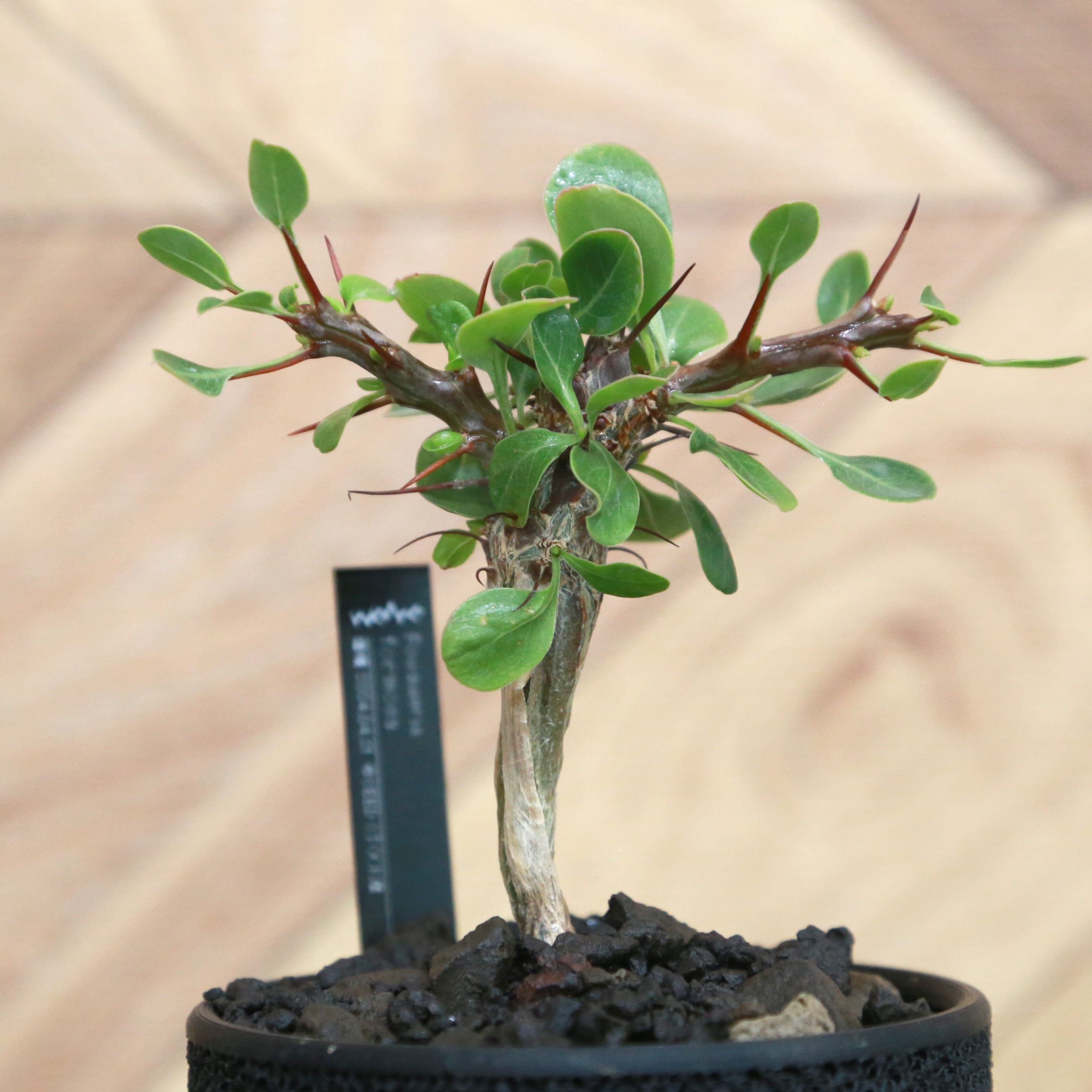 Fouquieria formosa フォークイエリア フォルモサ / 実生(逆さボトル幹