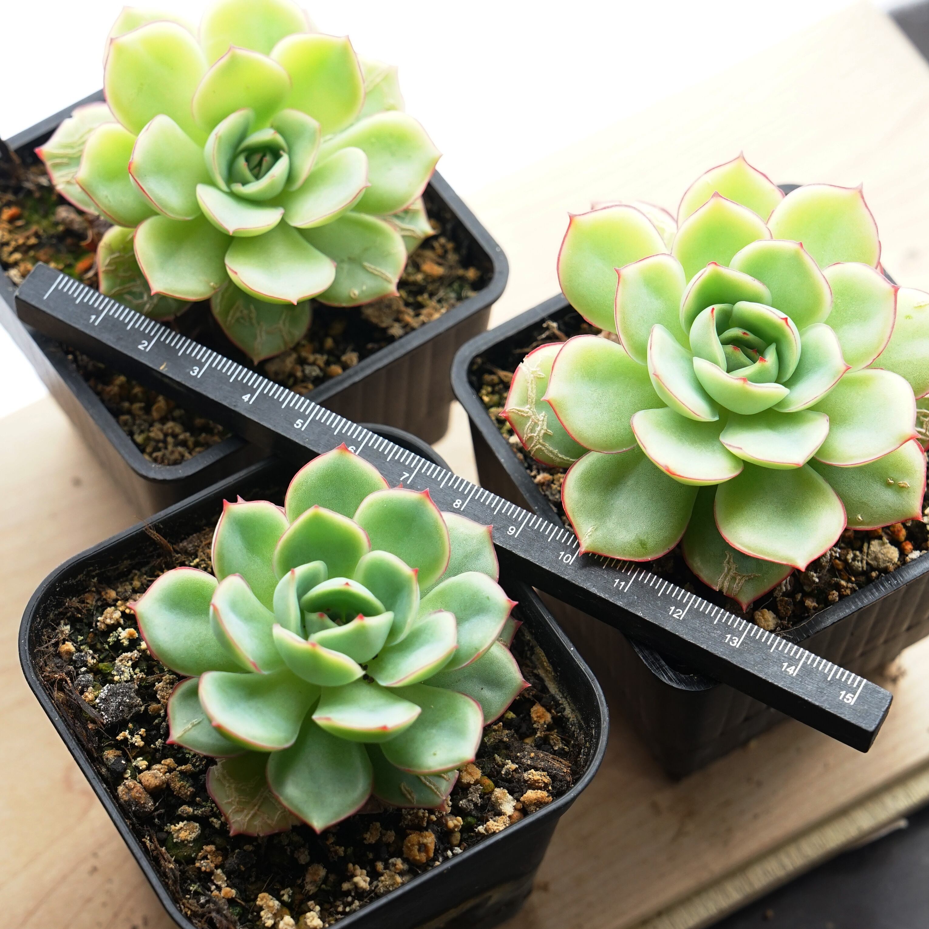 ペルシア 多肉植物 吹き掛ける