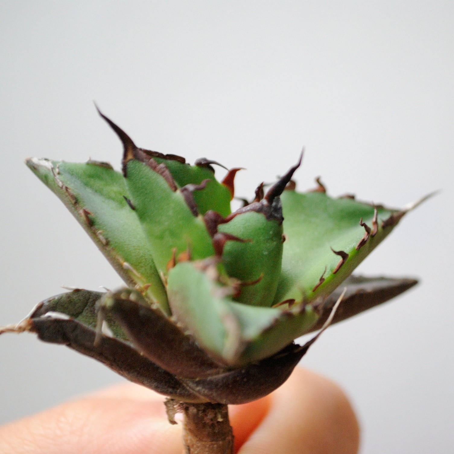 アガベ チタノタ ハデス | Agave Rocon