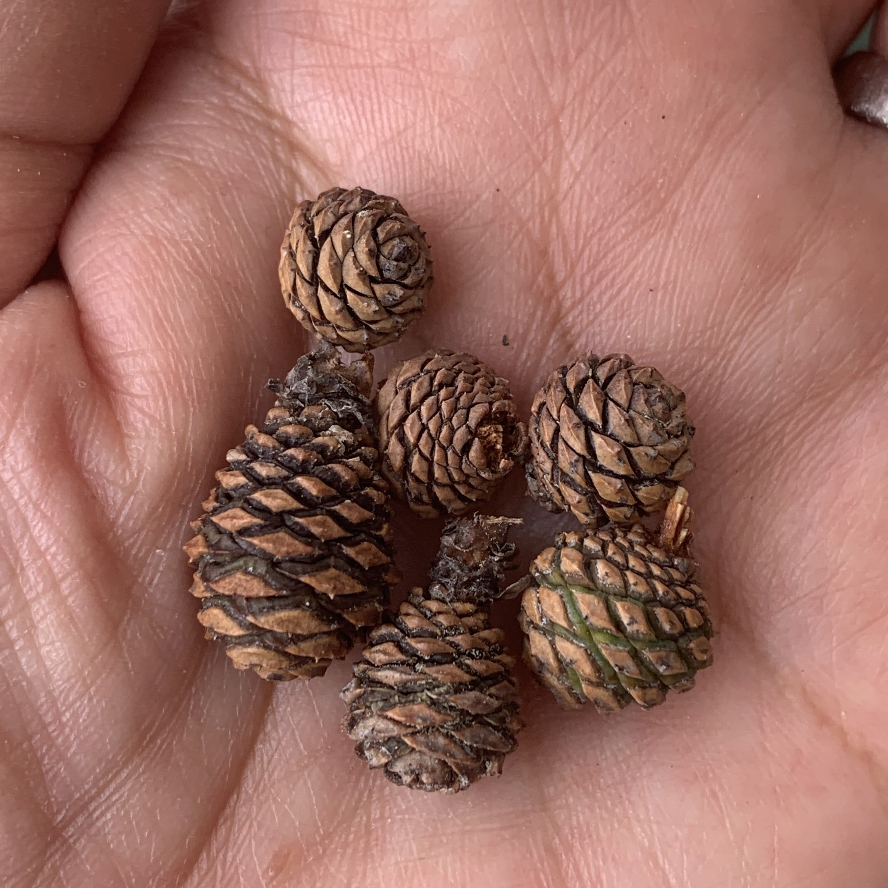 ピアス【精麻・松ぼっくり】14kgf | earth venus