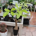 超希少 パキラ　ムーンライト　ライムカラー　斑入りパキラ 　観葉植物　耐陰性植物 5号
