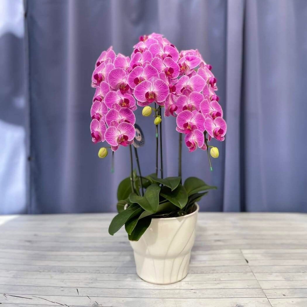 ミディ胡蝶蘭「キャンディソレーラ」3本立ち(胡蝶蘭0121) | 花you