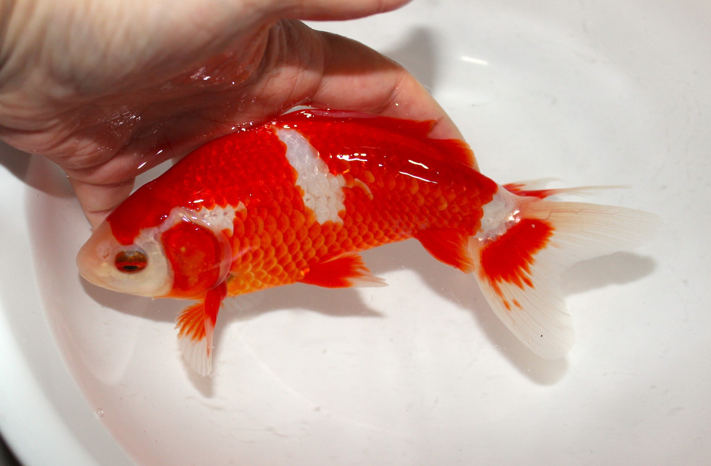 和金　体高おばけ　(金魚) 上物】なおちん産 二才 更紗和金 ＃1215-02 | 金魚専門店 和の美