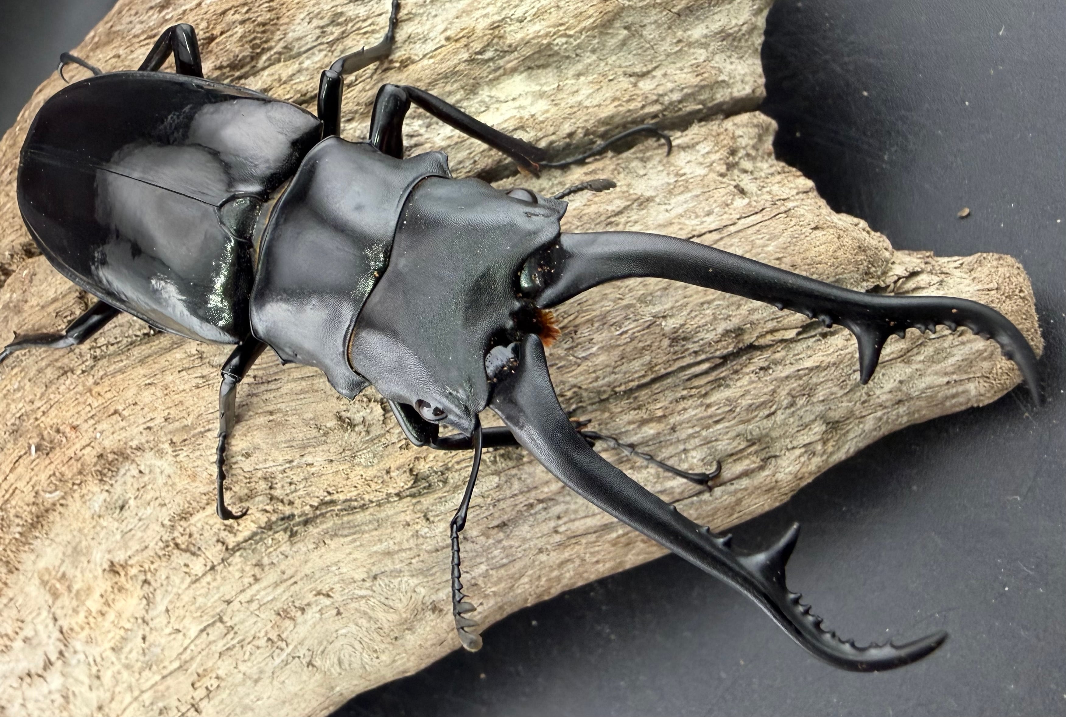 WD】《テイオウカブリモドキ ペア》 | KPW公式オンラインショップ