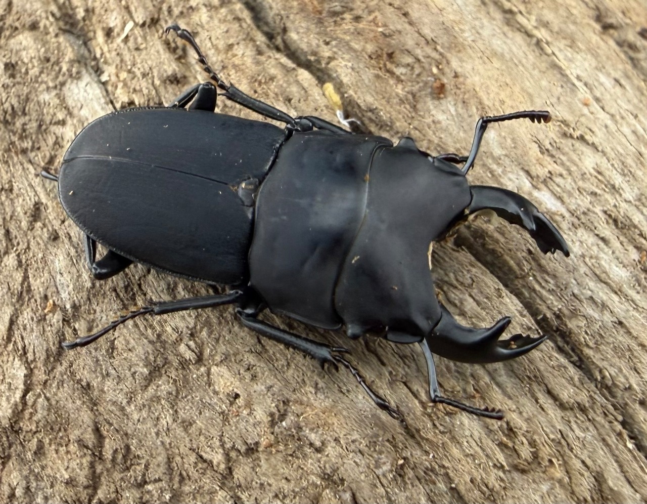 【WF3】《メタドルクス ロトゥンダトゥス 21mm ペア》