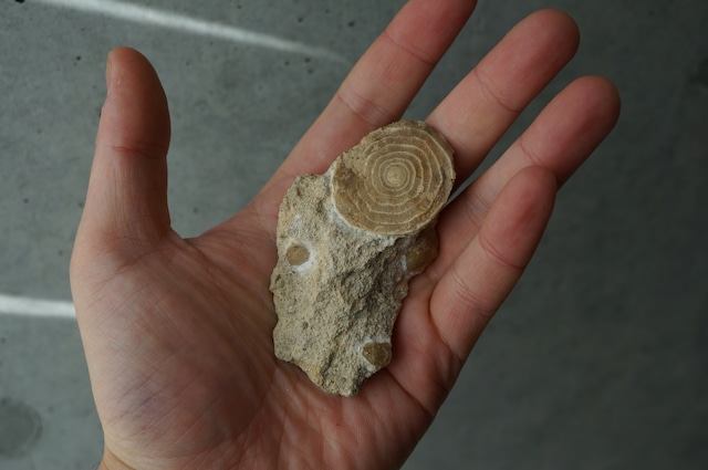 ハンガリー産貨幣石(有孔虫化石) Assilina sp. 1951