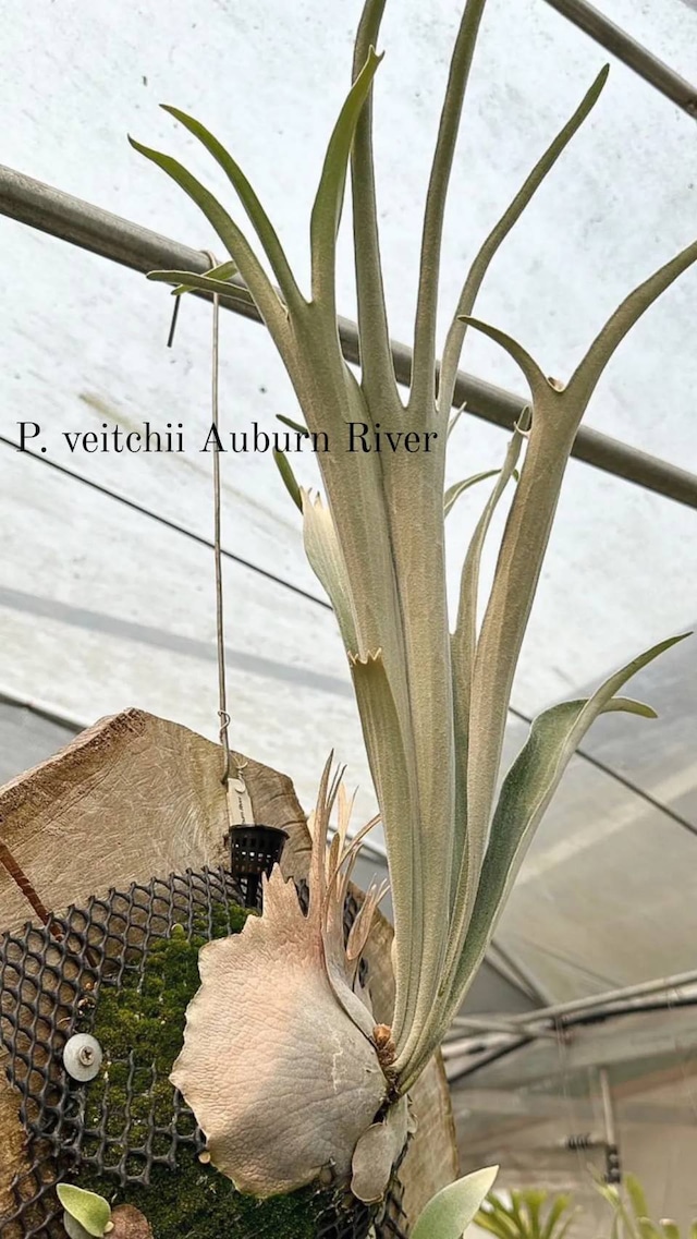 P. veitchii Auburn River, P. willinckii cv. Bulma sporeling【artPLANTs】ビカクシダ/Platycerium