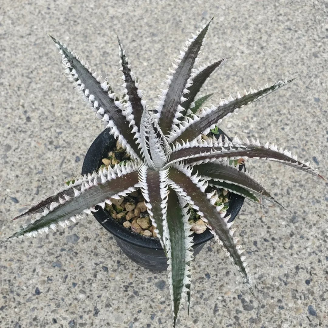 Dyckia（ディッキア） | レアプランツ通販サイトPlants Maniax