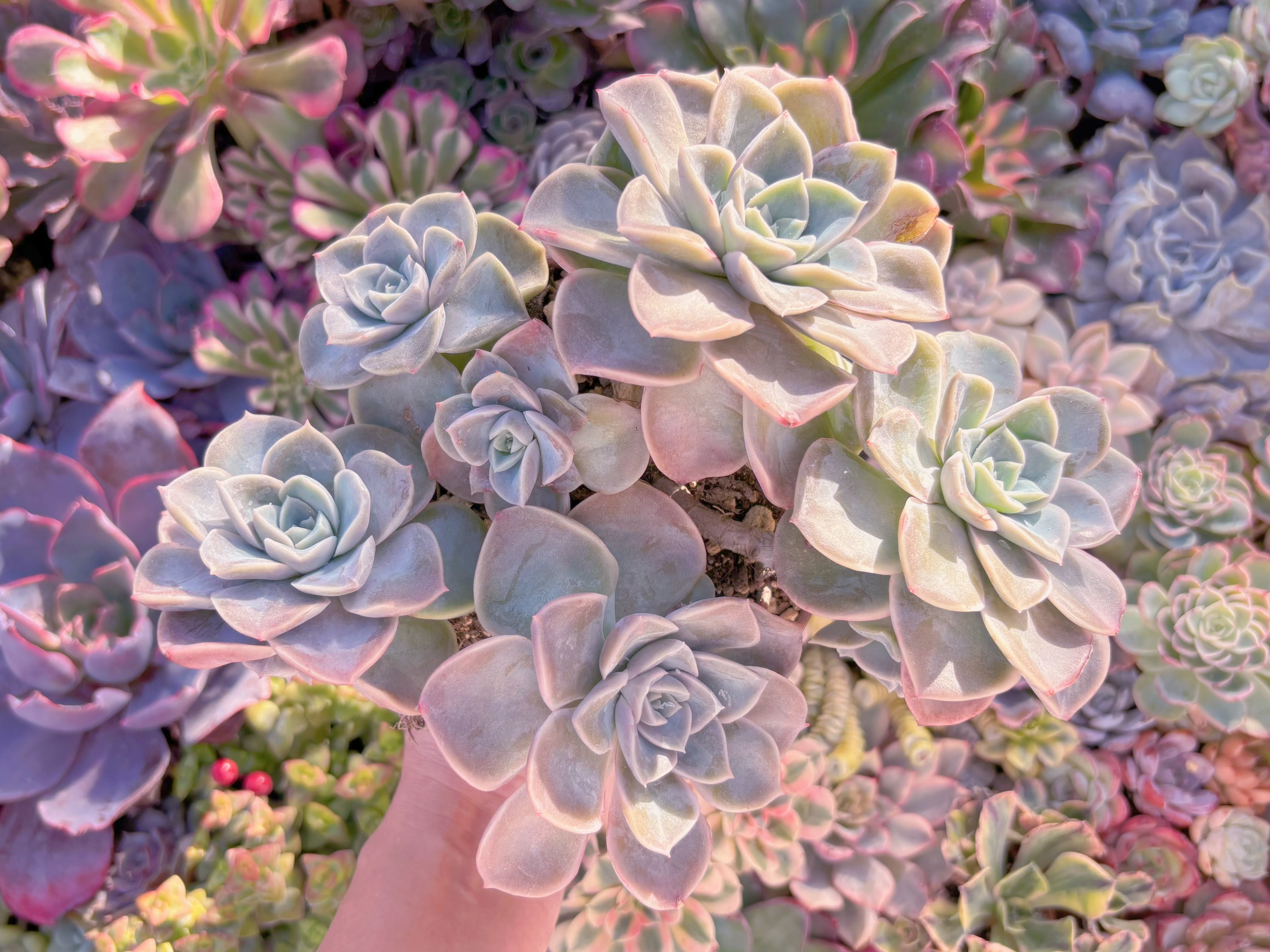 現品　ラブリーローズx白牡丹#K022　特大群生　新入荷　るる農園