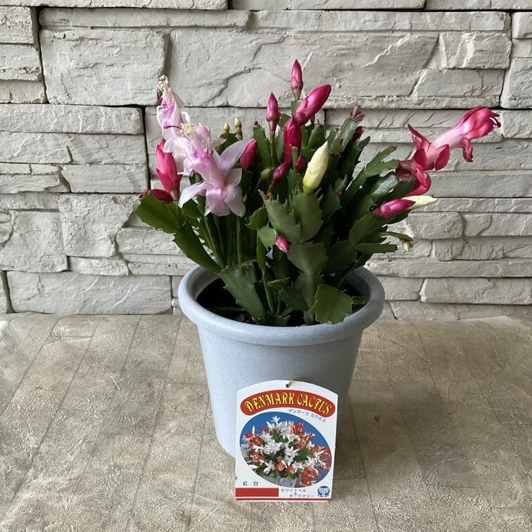 シャコバサボテン（デンマークカクタス）選べる♪4種 5寸鉢 | 橋本種苗園