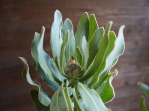■ プロテア ”ニオベ”　【現物】