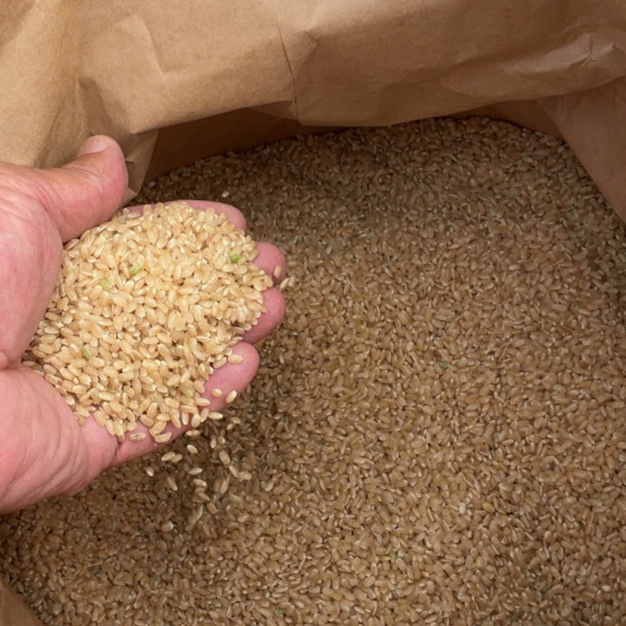 農家直送[玄米]令和8年新米30kg カルテック米にじのきらめき｜送料無料