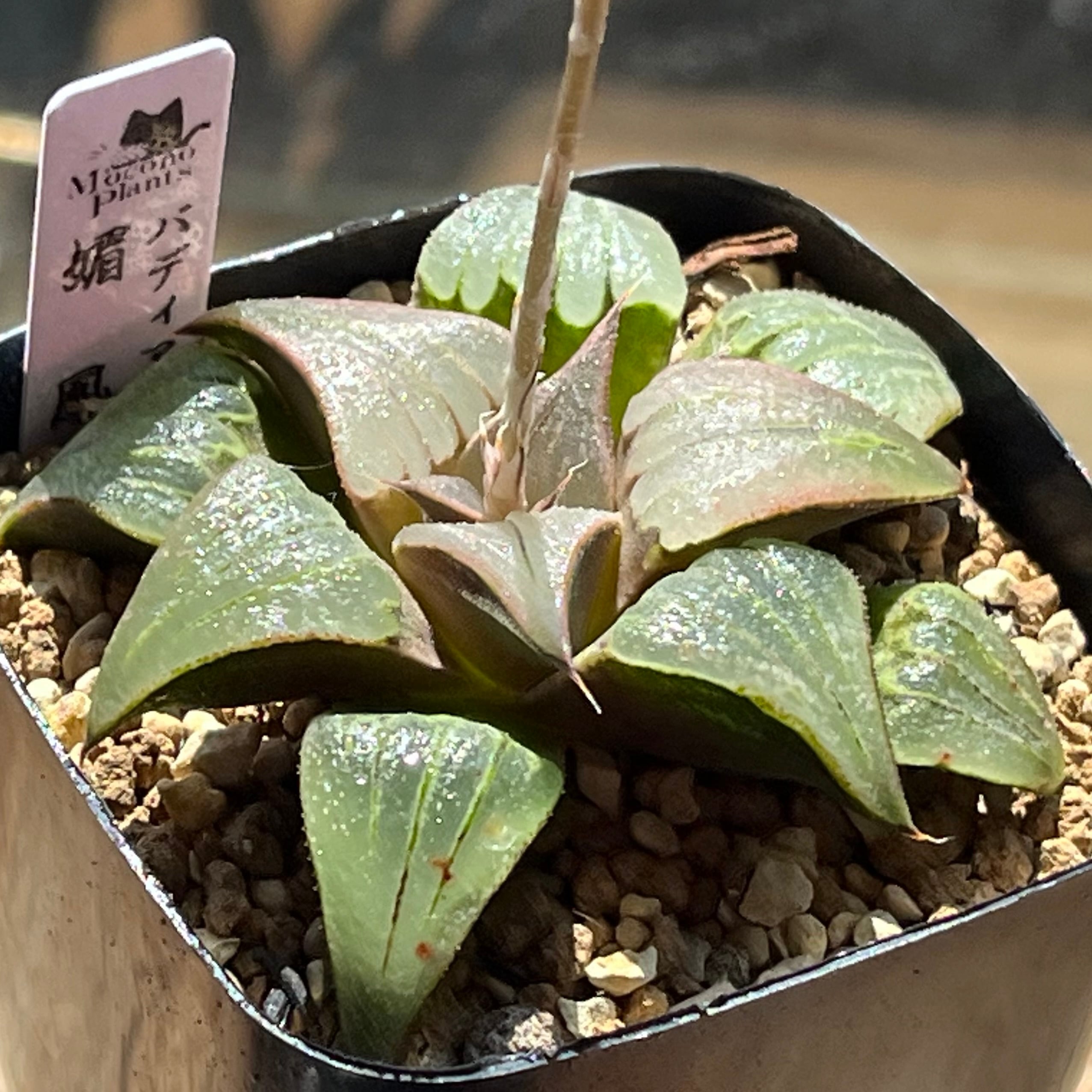 バディア系 | mocono_plants
