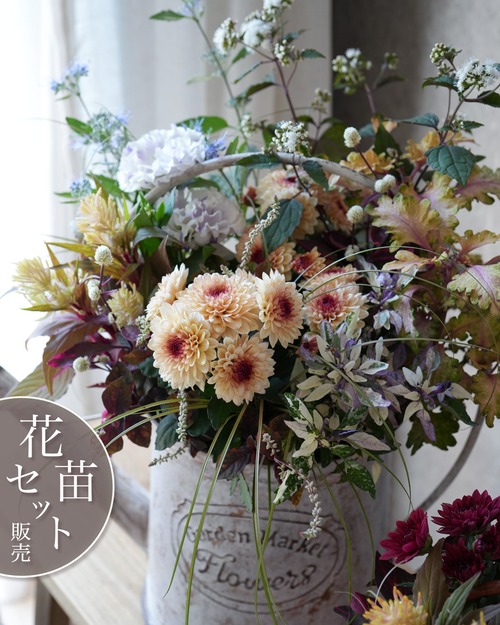 【花苗セット】マムと涼しげな色の秋の寄せ植え 花苗セット