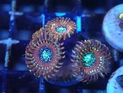 Zoanthus Majician FromMakassar 2